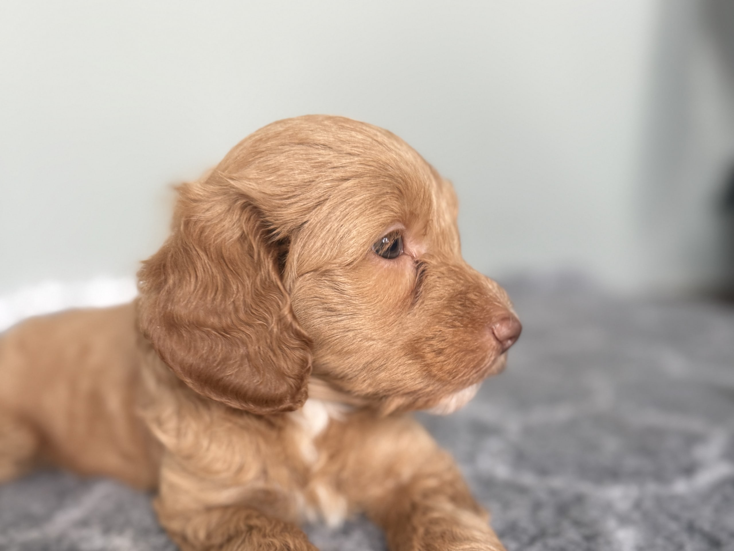 101 Labradoodles