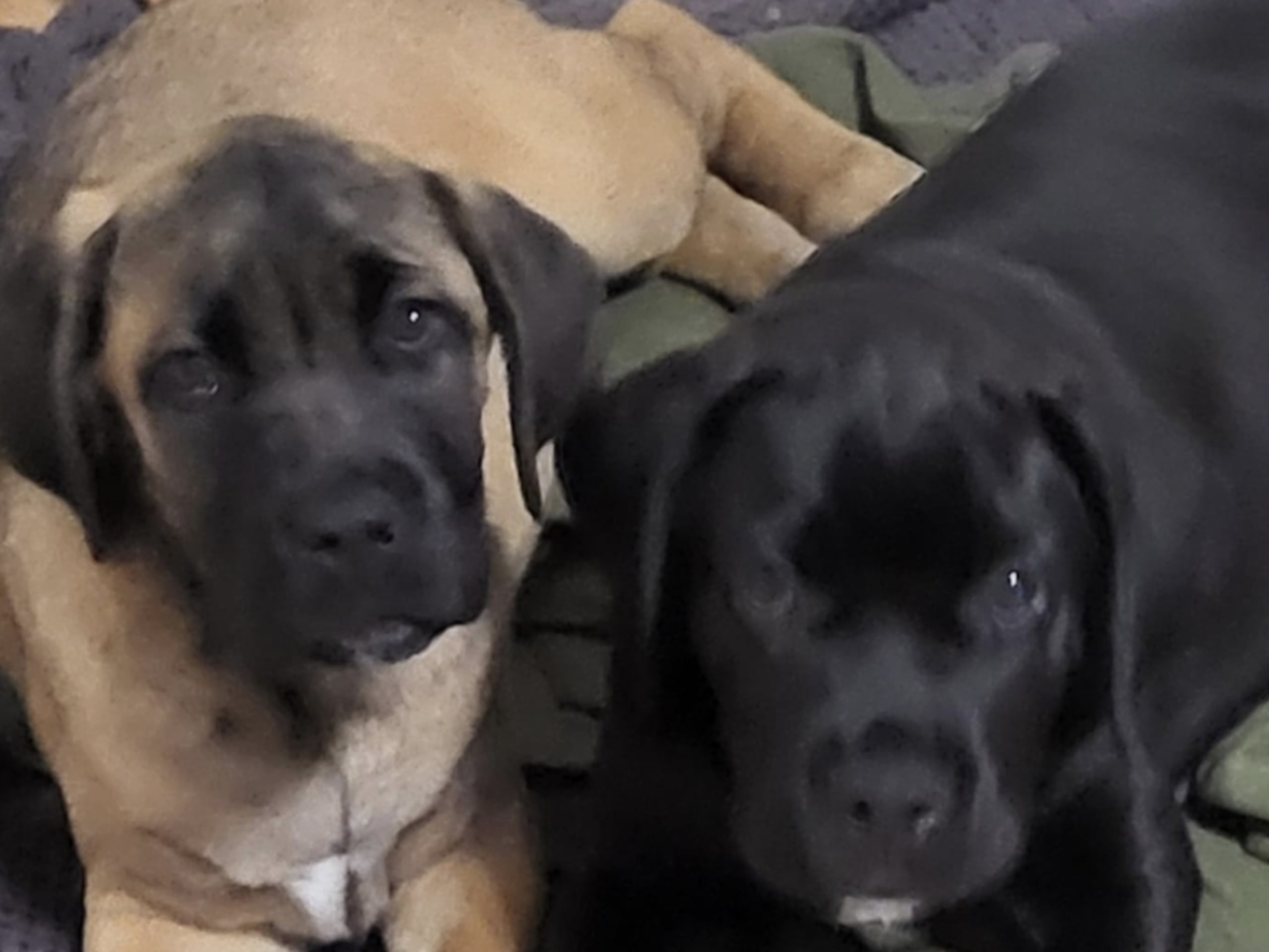 Cane Corso · Angered · Iunona Artemis