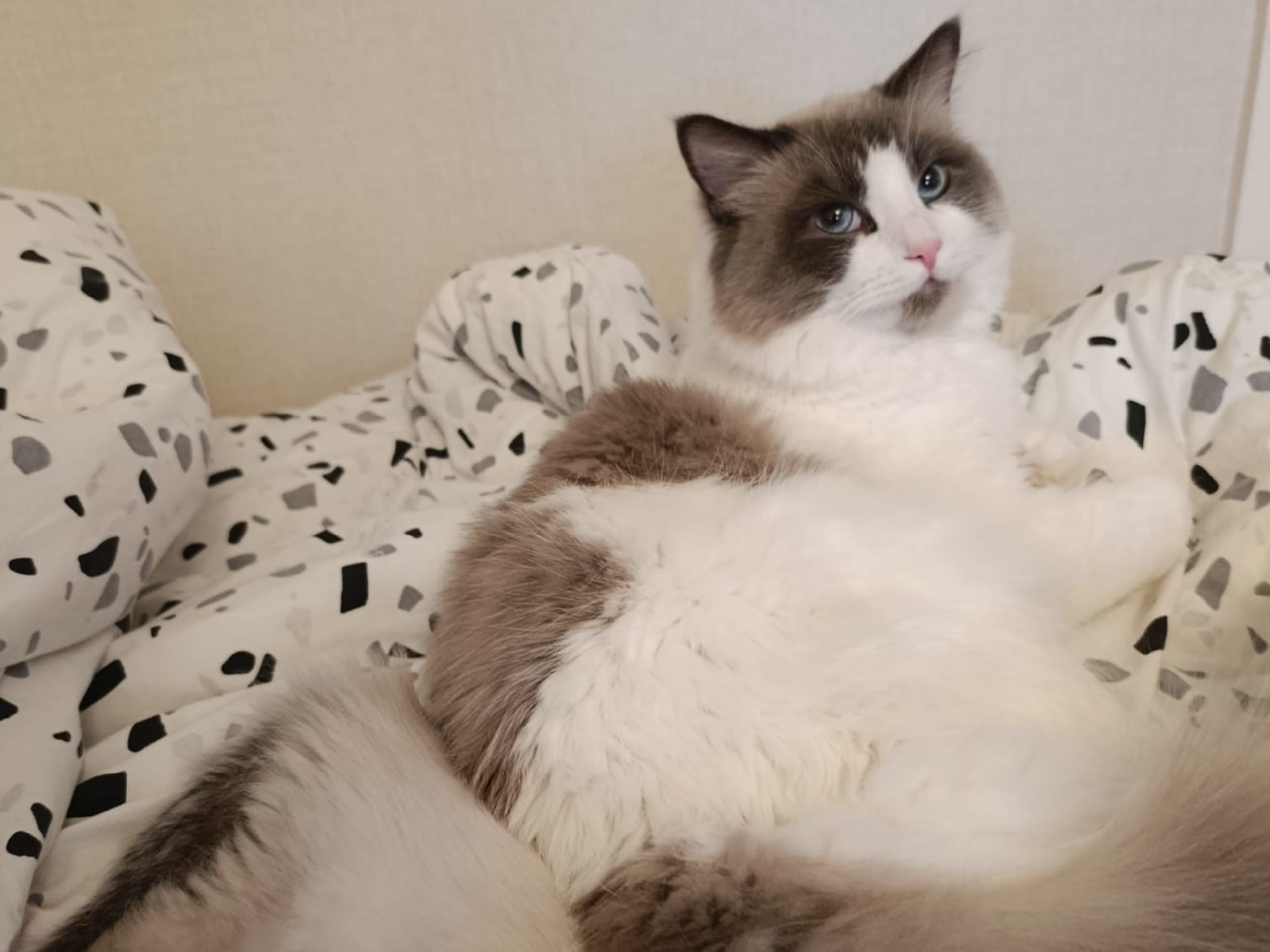 Ragdoll · Uppsala · Anna r.