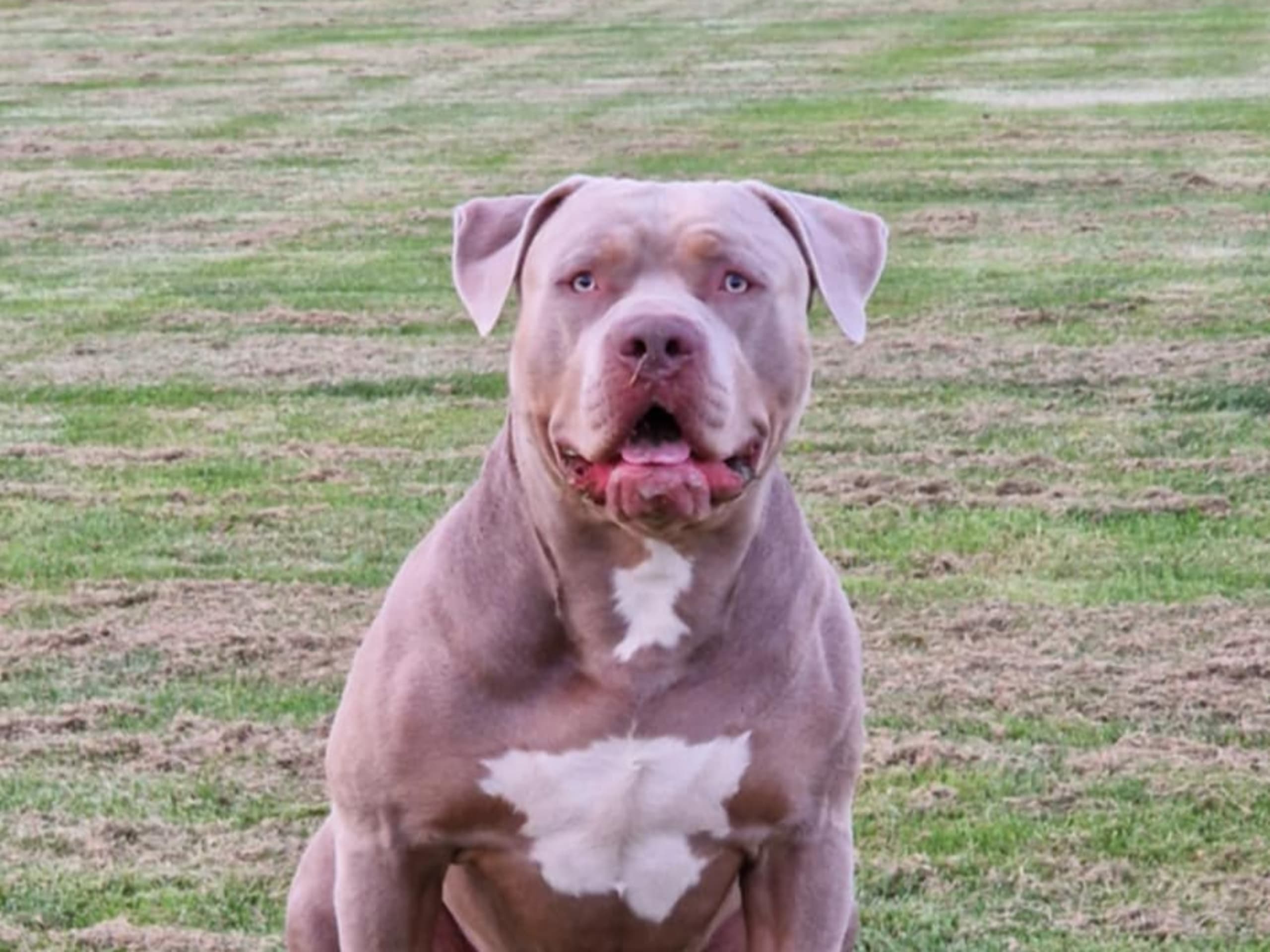 American Bully · Torshälla · Emelie R.