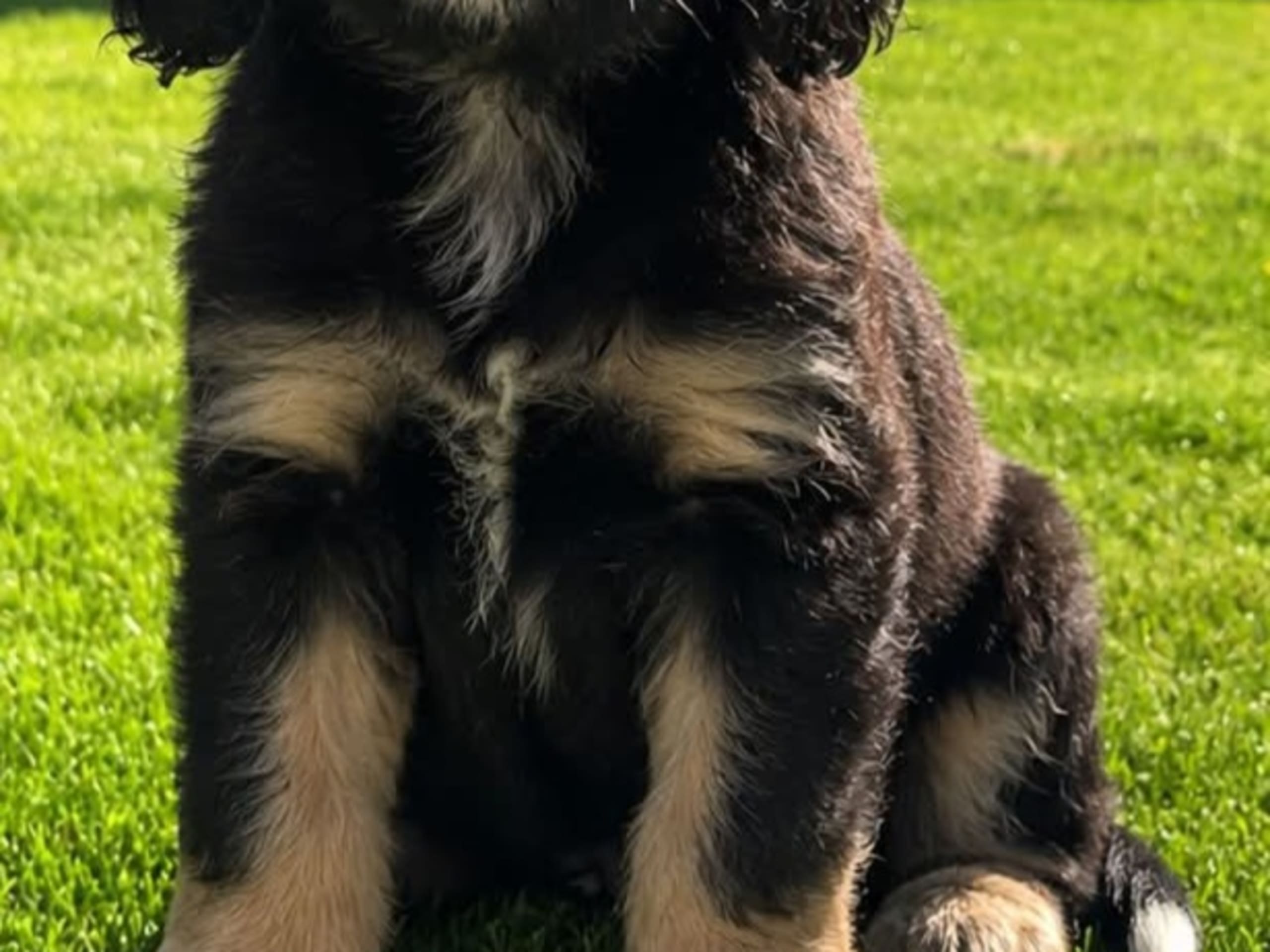 Cavapoo · Högsby · Malin A.