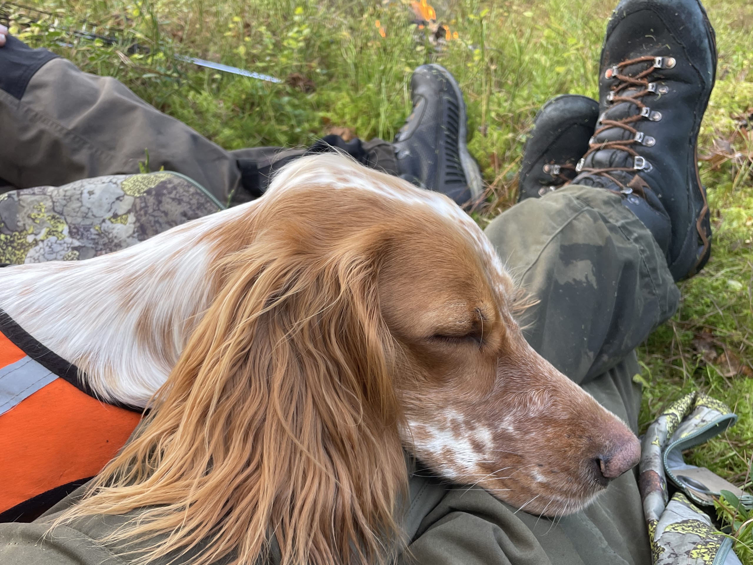 Engelsk setter · Førde · Joachim M.
