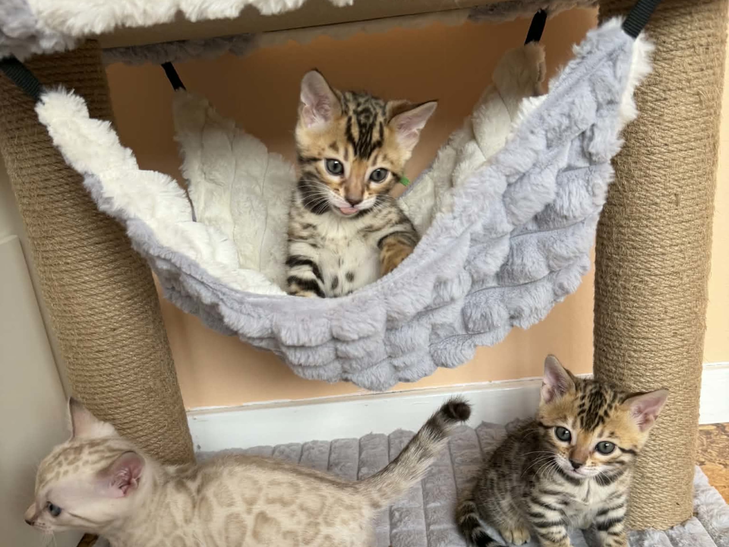 Bengal · Strängnäs · S*Retrivers