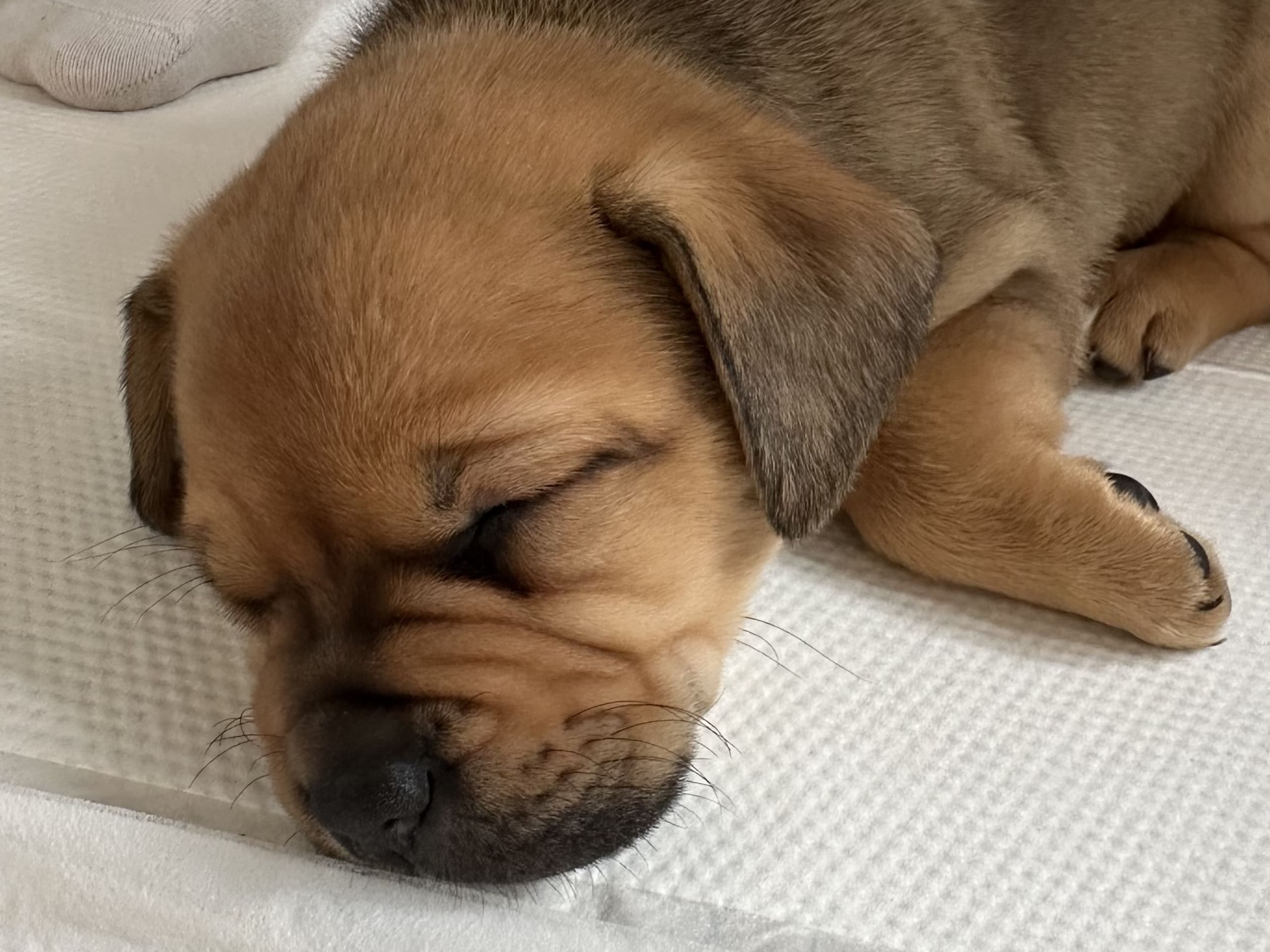 Fransk bulldog och Australiensisk Sheperd · Karlstad · Mia A.