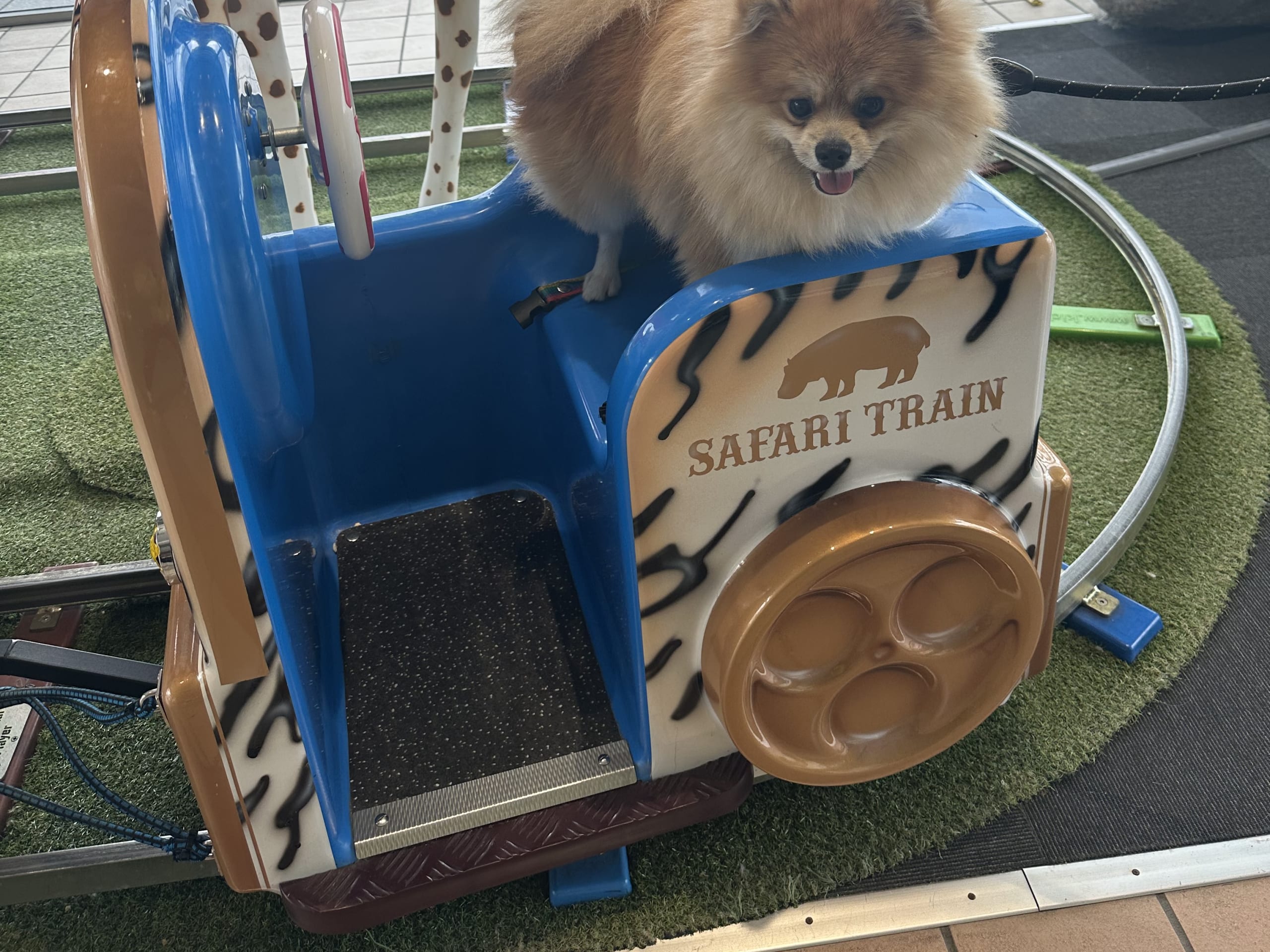 Pomeranian · Landskrona · Zuzana