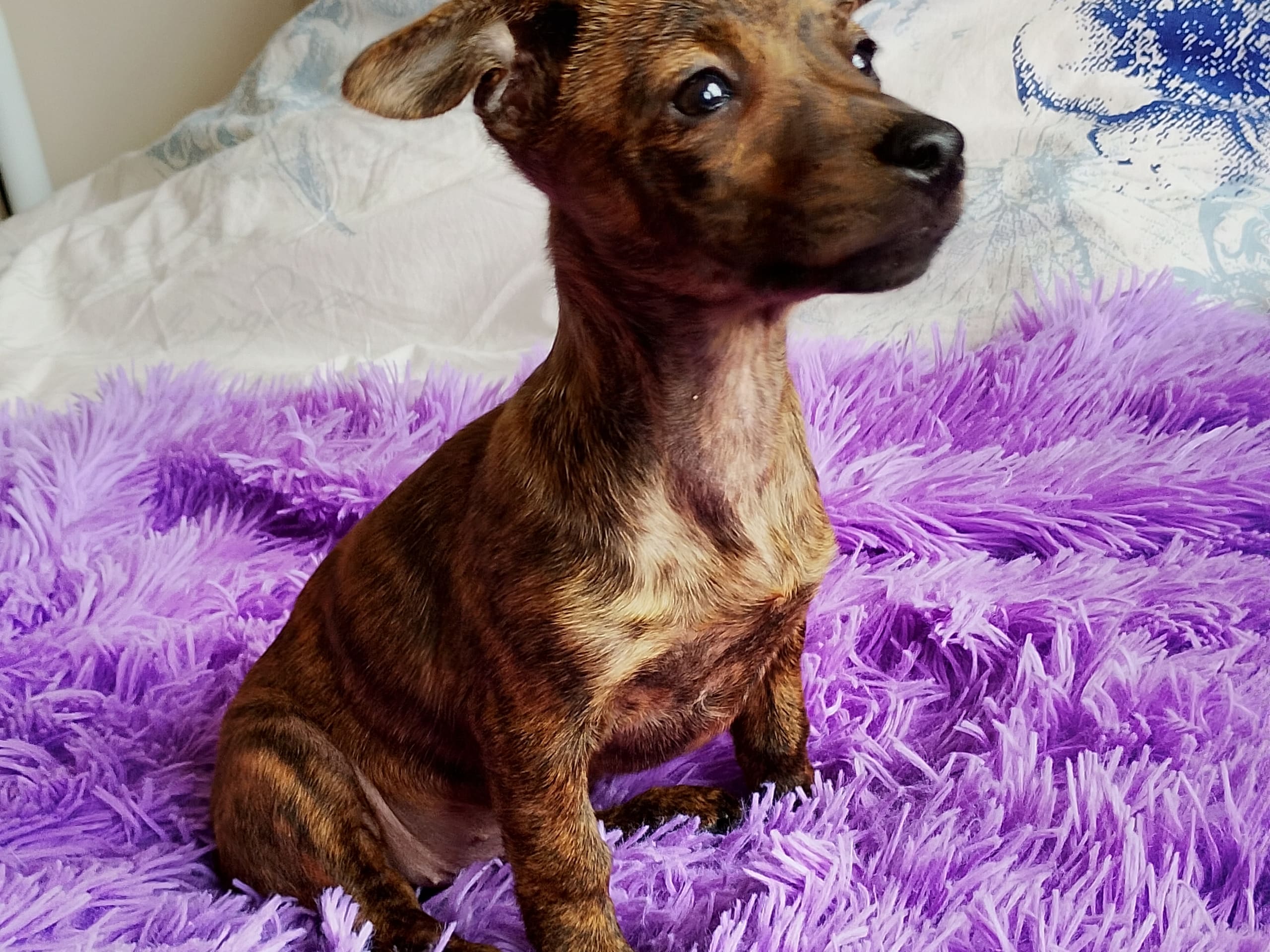 Tibetansk spaniel-?-English ToyTerrier · Söderåkra · Helen E.