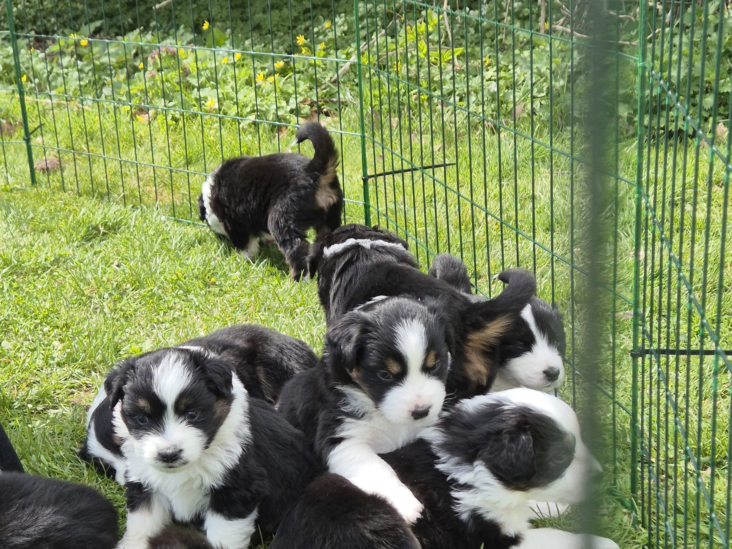 Miniature american shepherd · Jönåker · Electric vibes