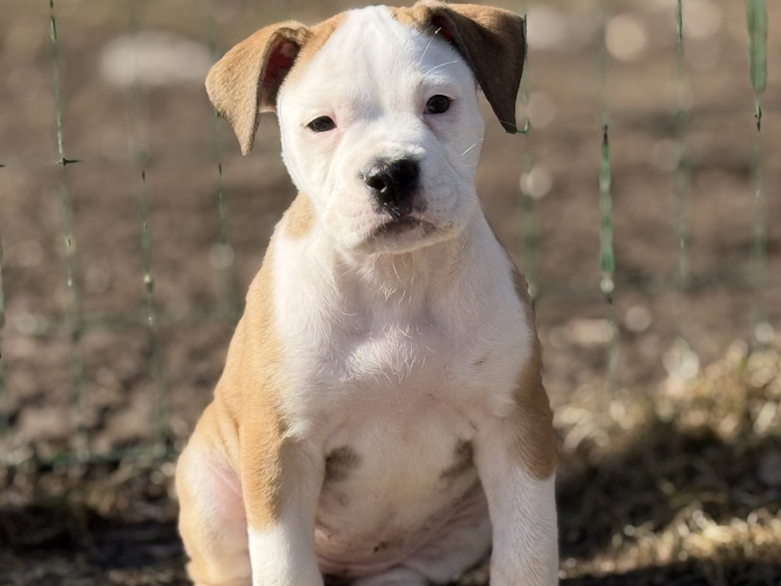 Continental Bulldog