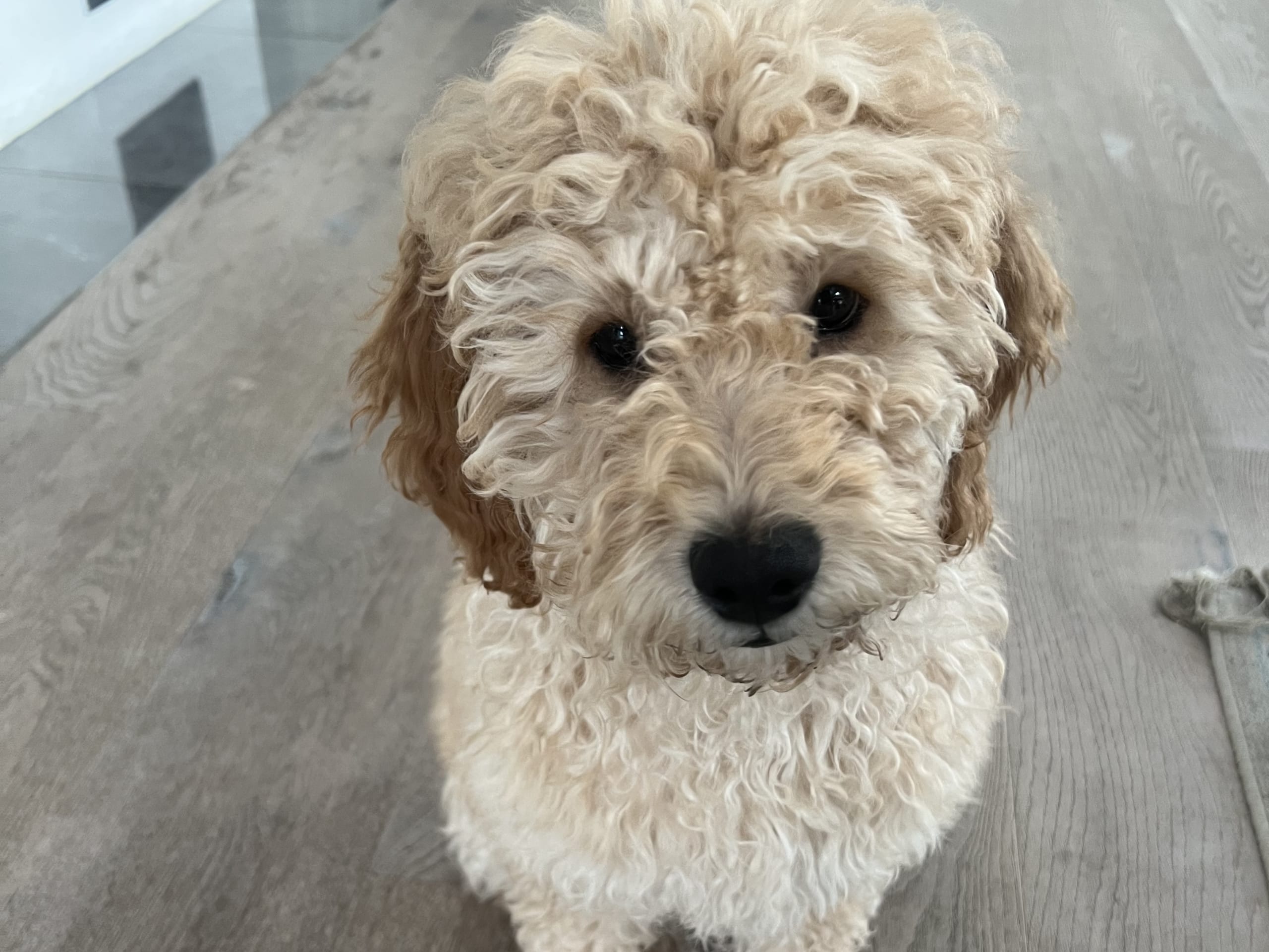 Blandras Cockerpoo · Sigtuna · Lisa L.