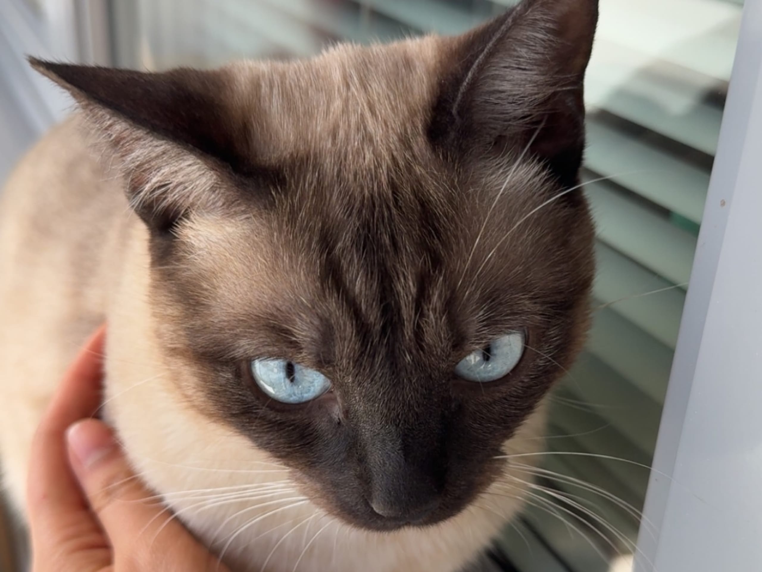 Ragdoll · Växjö · Sött katt söker nytt hem‼️
