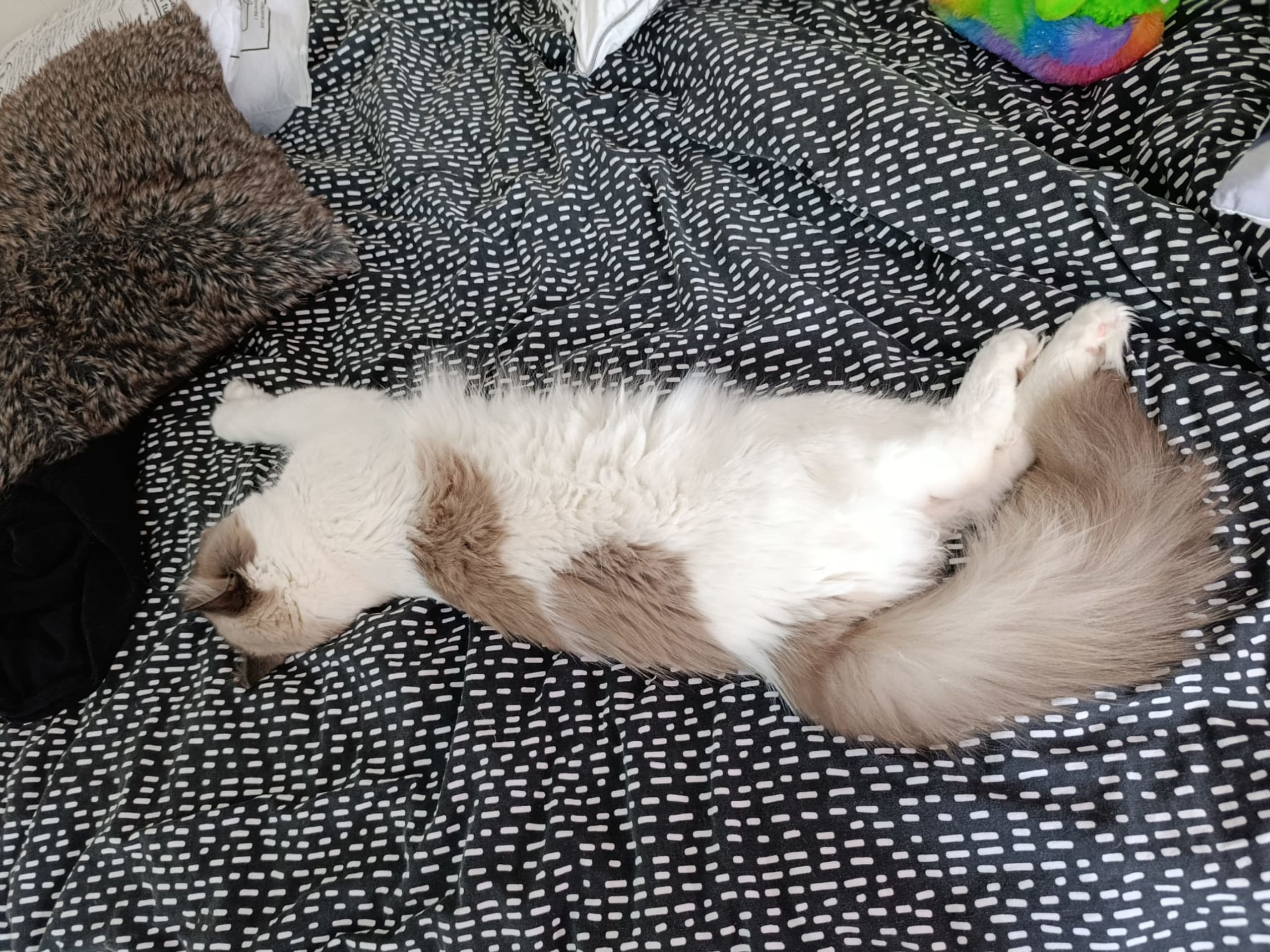 Ragdoll · Uppsala · Anna r.