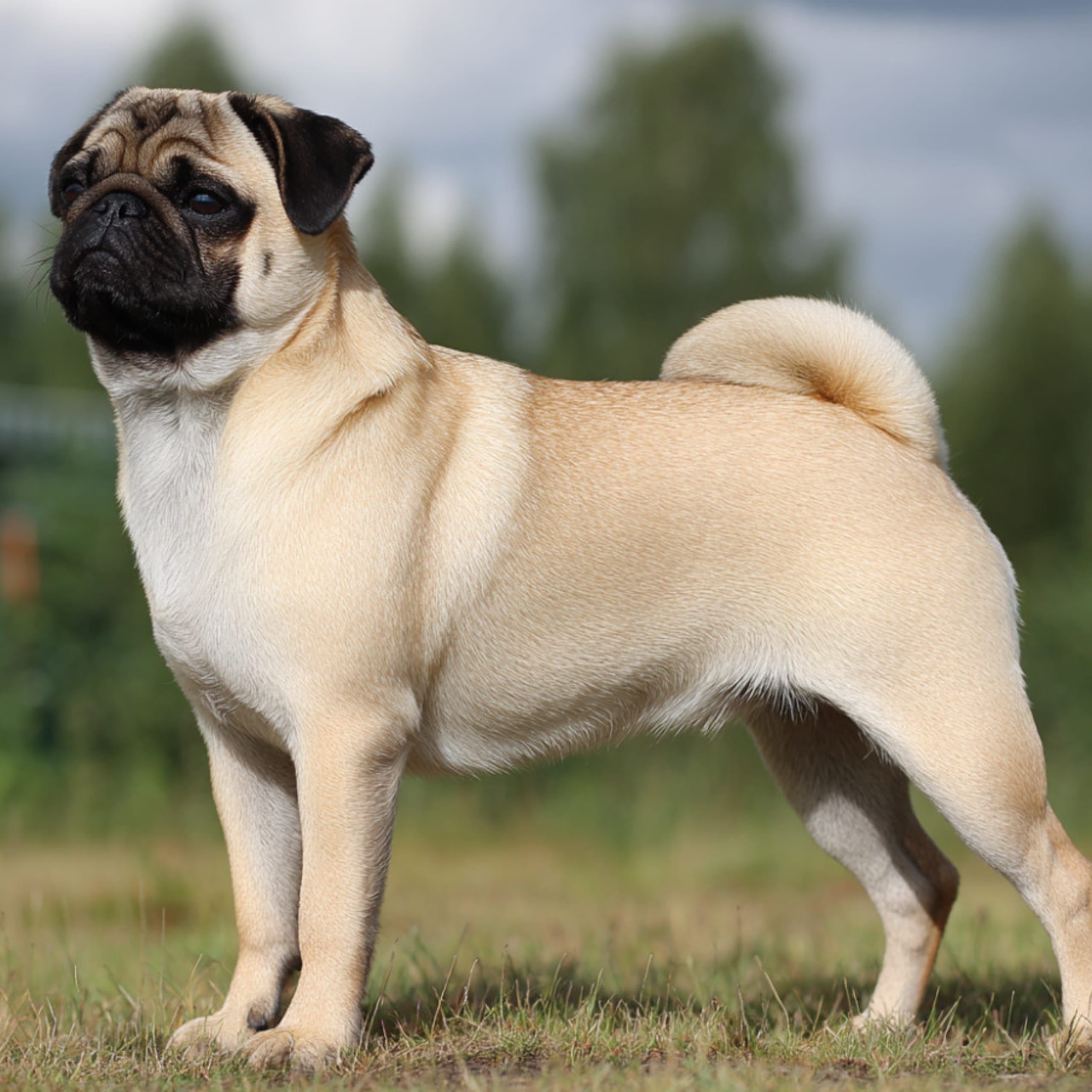 Pug