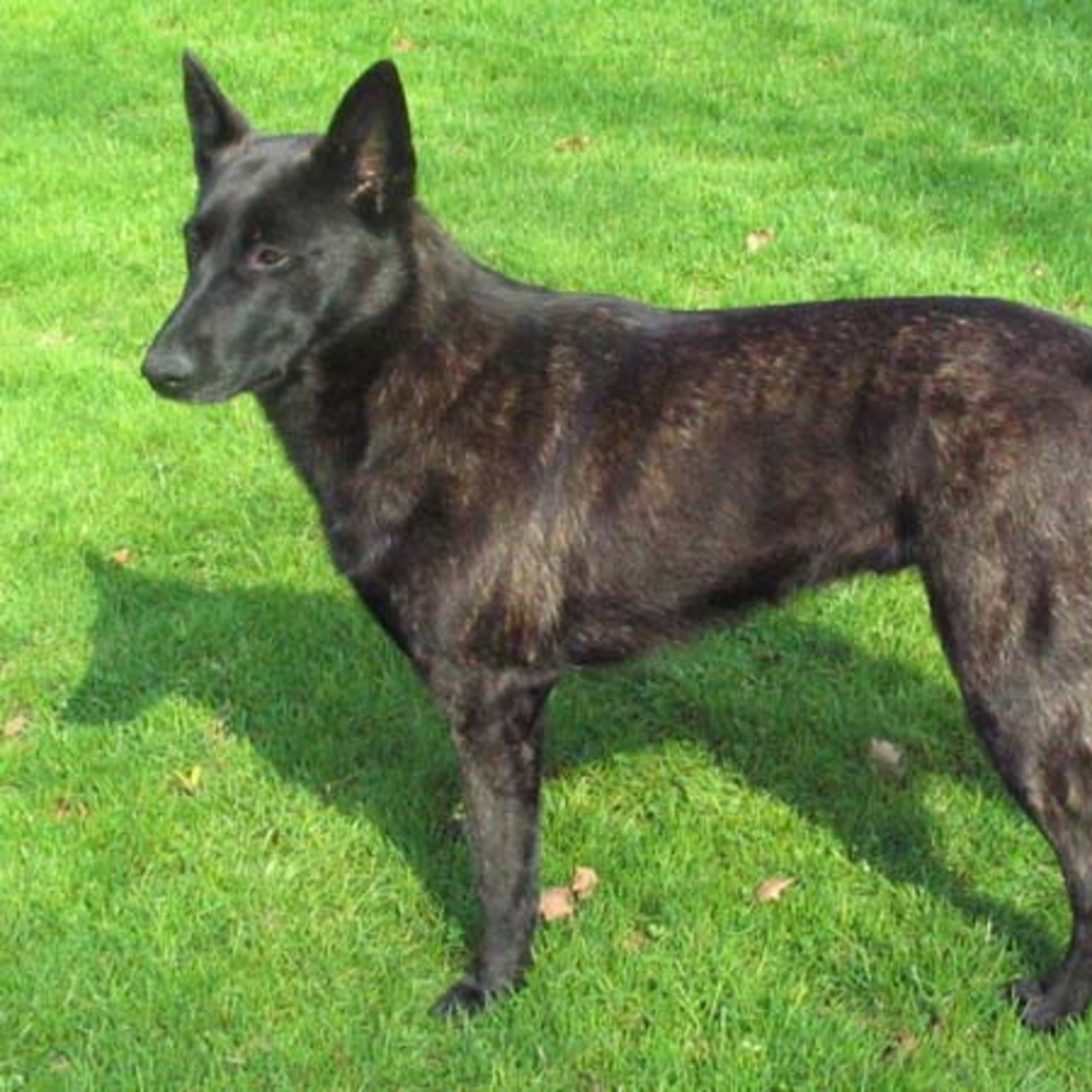 Dutch Shepherd (Hollandse Herder)