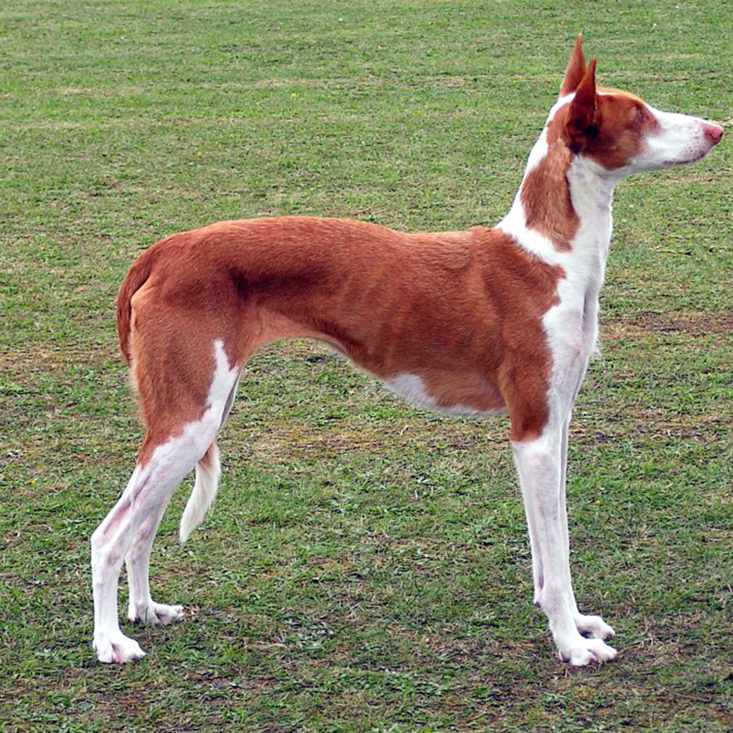 Podenco ibicenco
