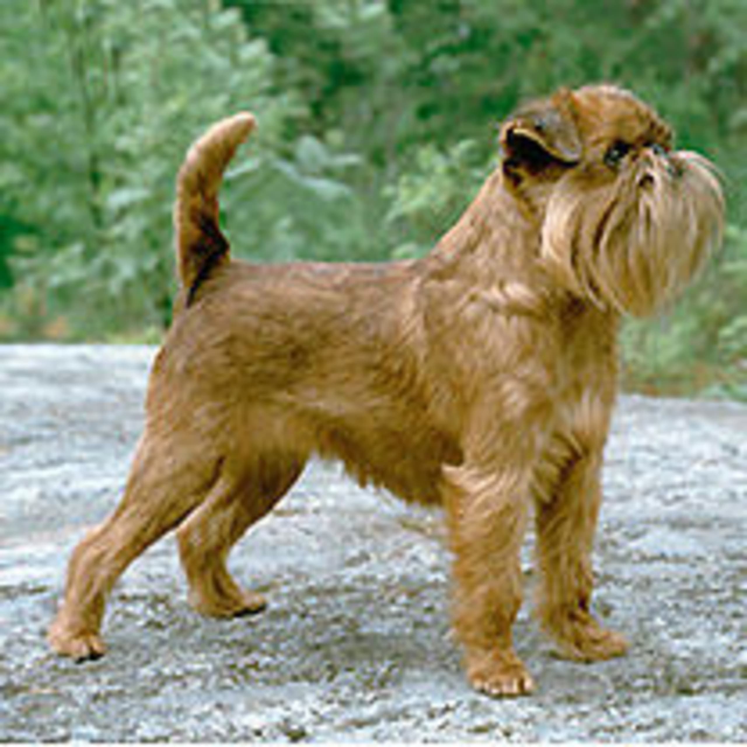 Griffon bruxellois