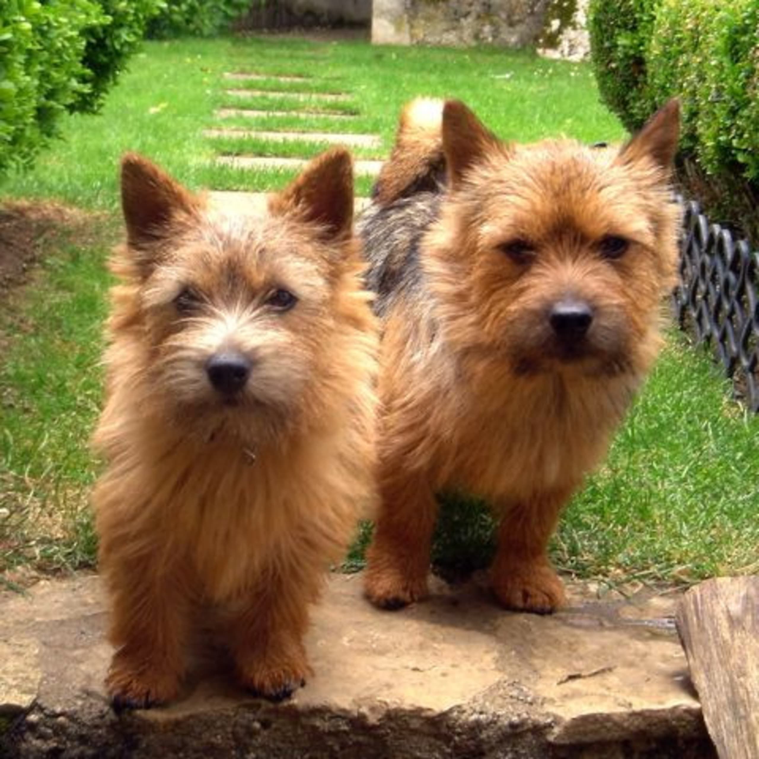 Norwich terrier