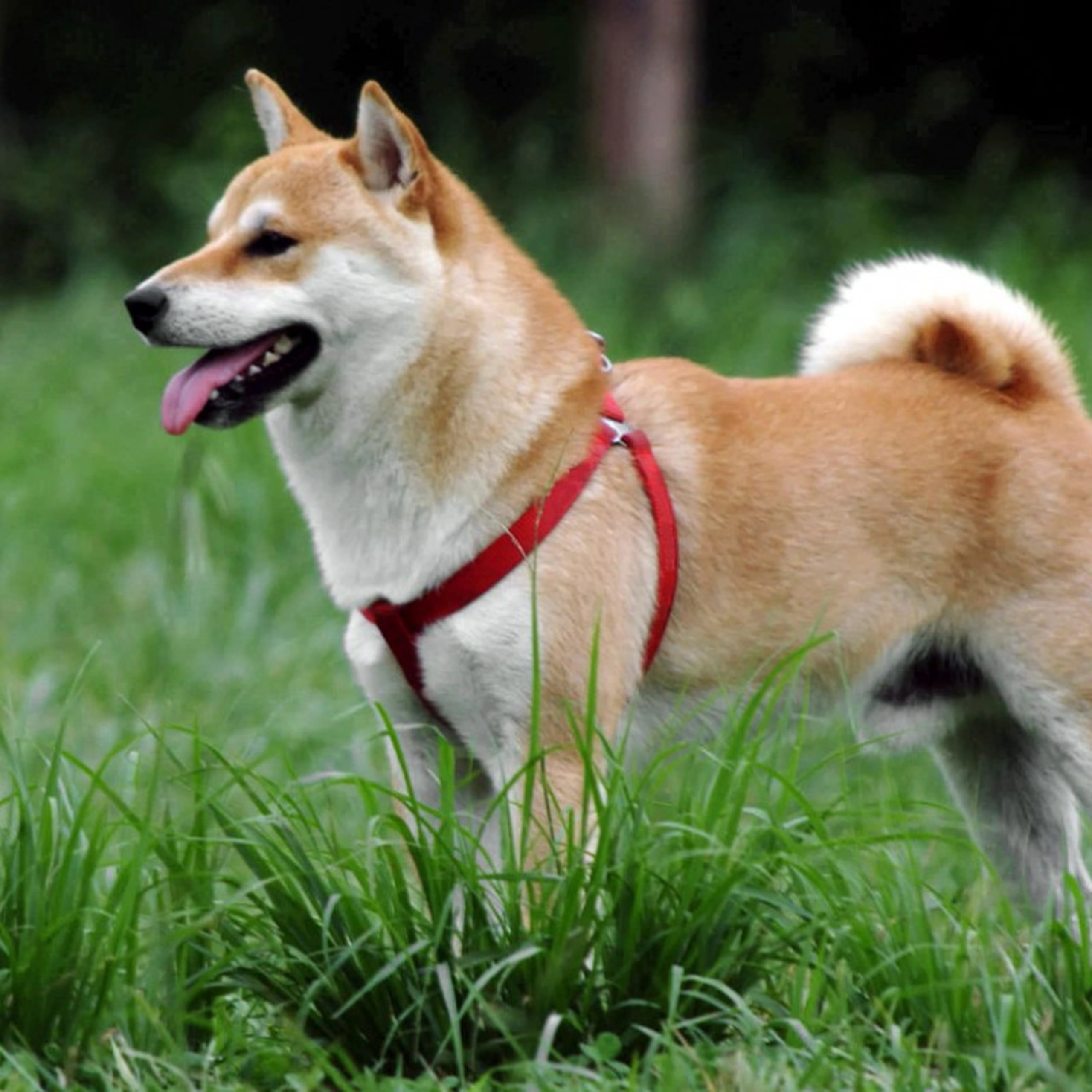 Shiba