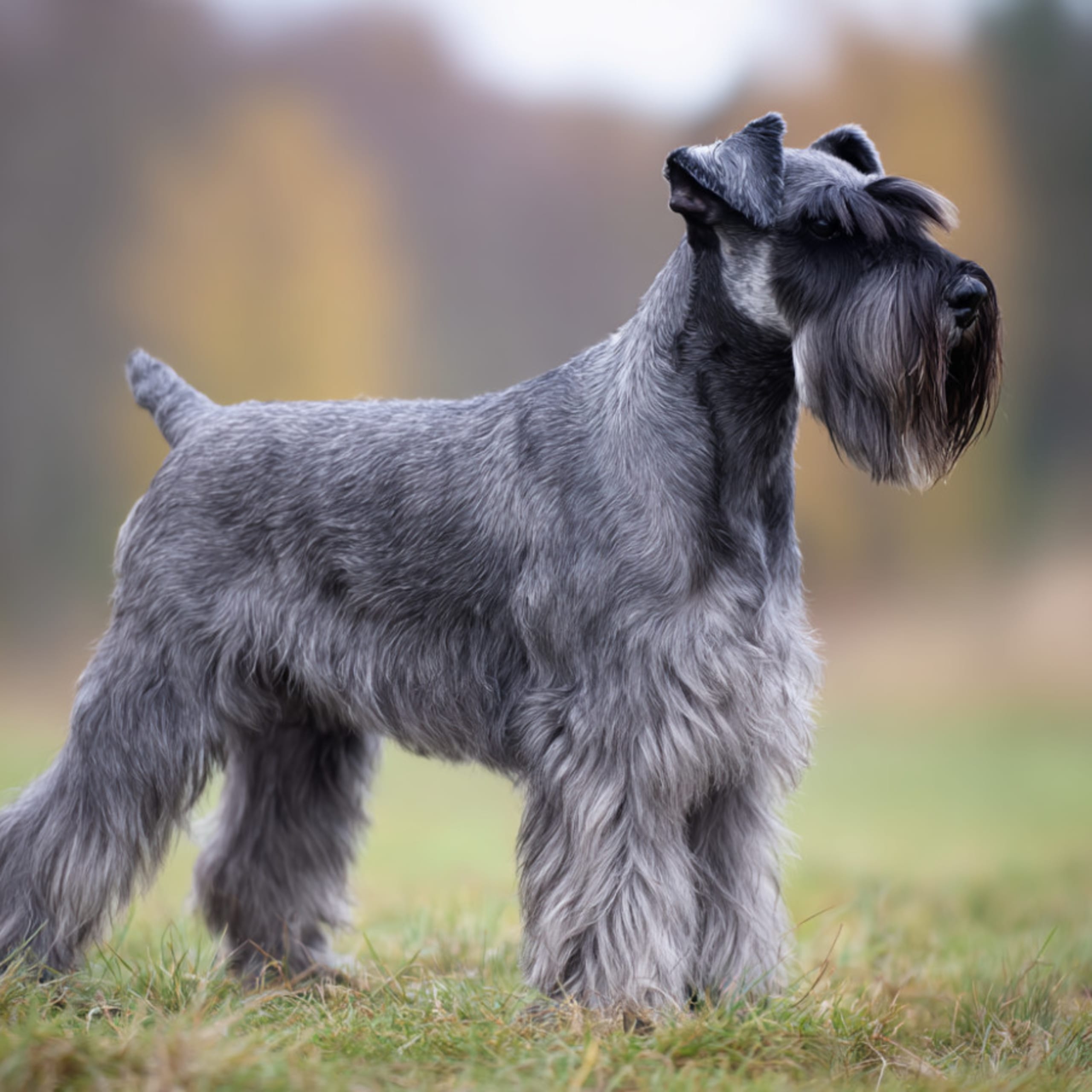 Standard Schnauzer