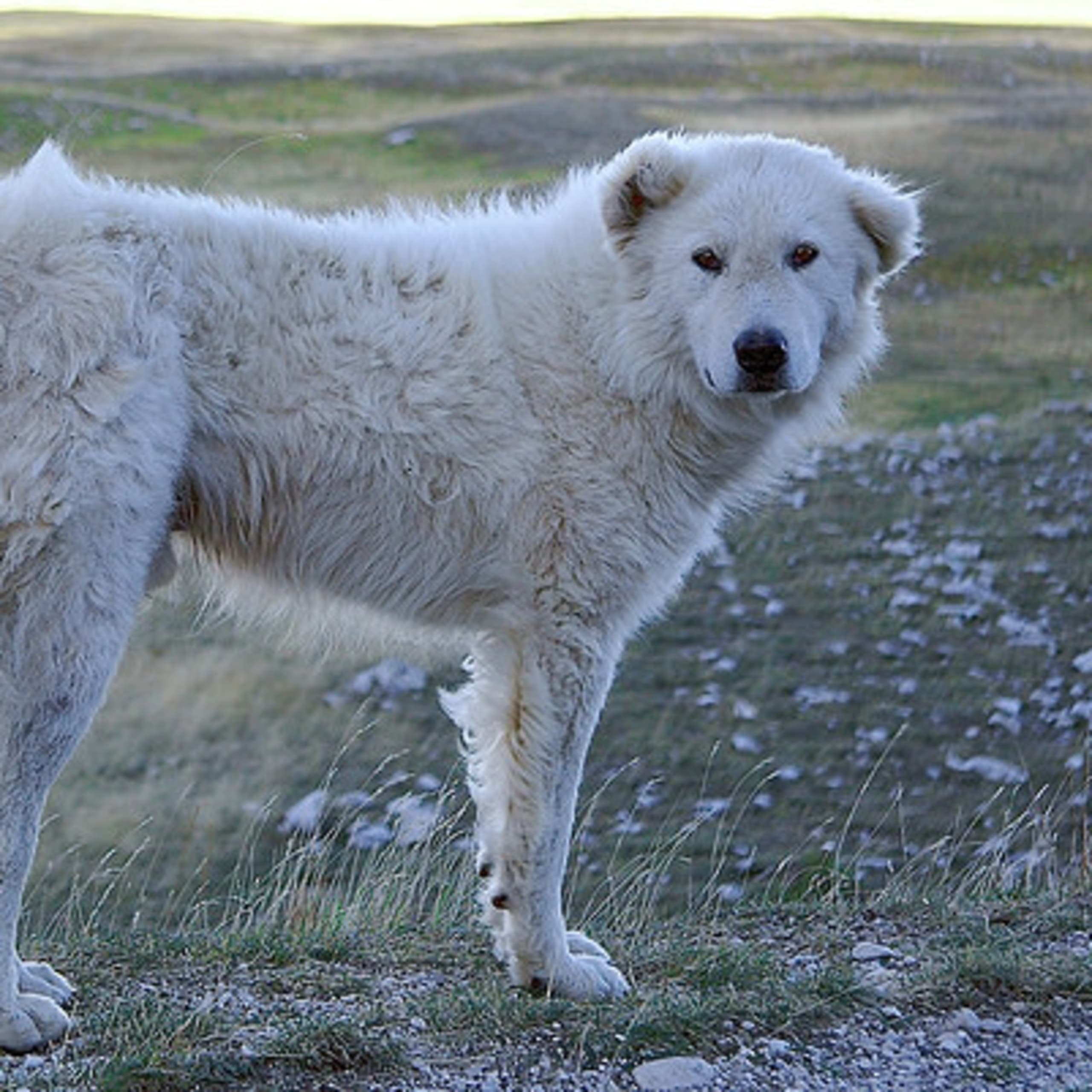 Maremmano Abruzzese