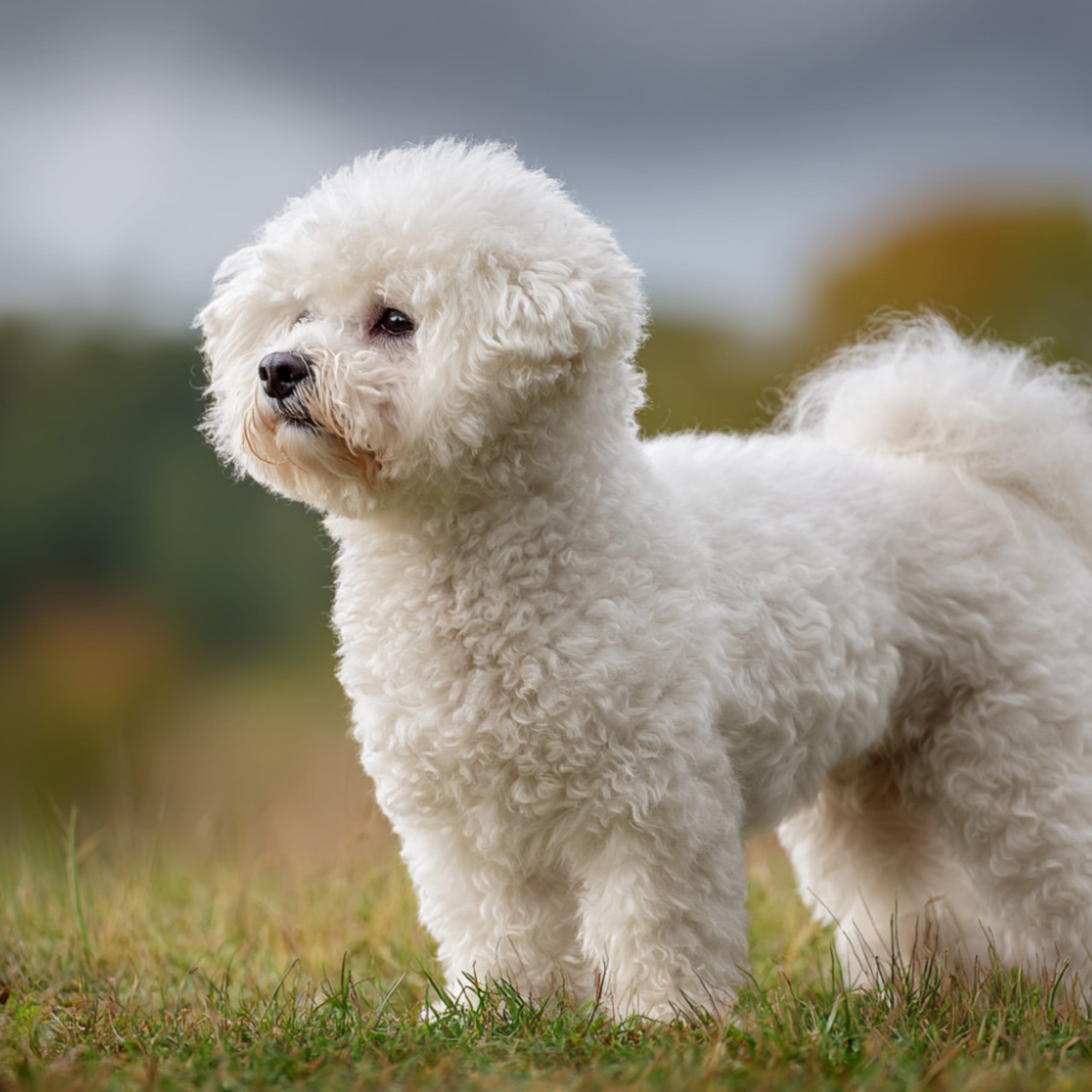 Bichon frisé