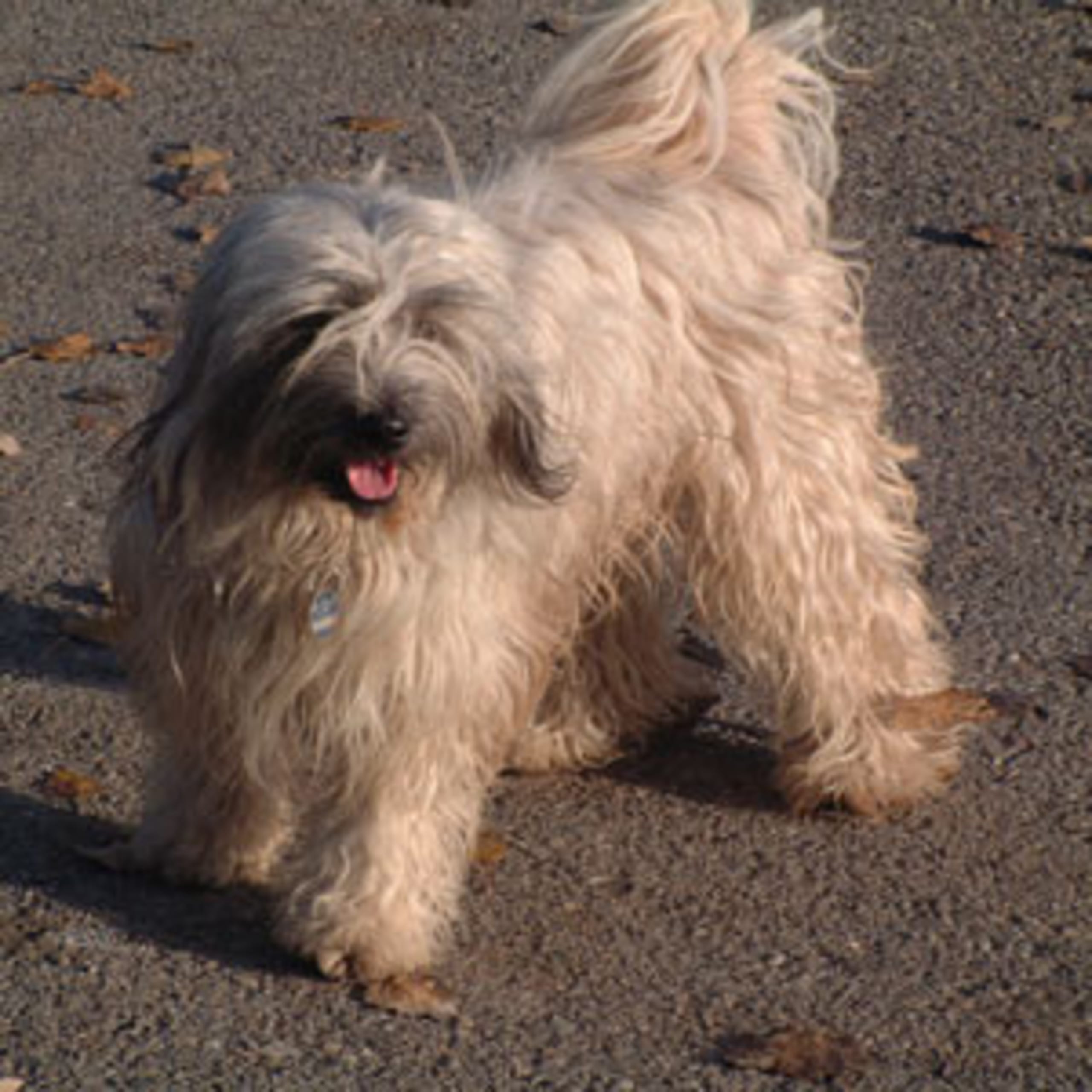Tibetan Terrier
