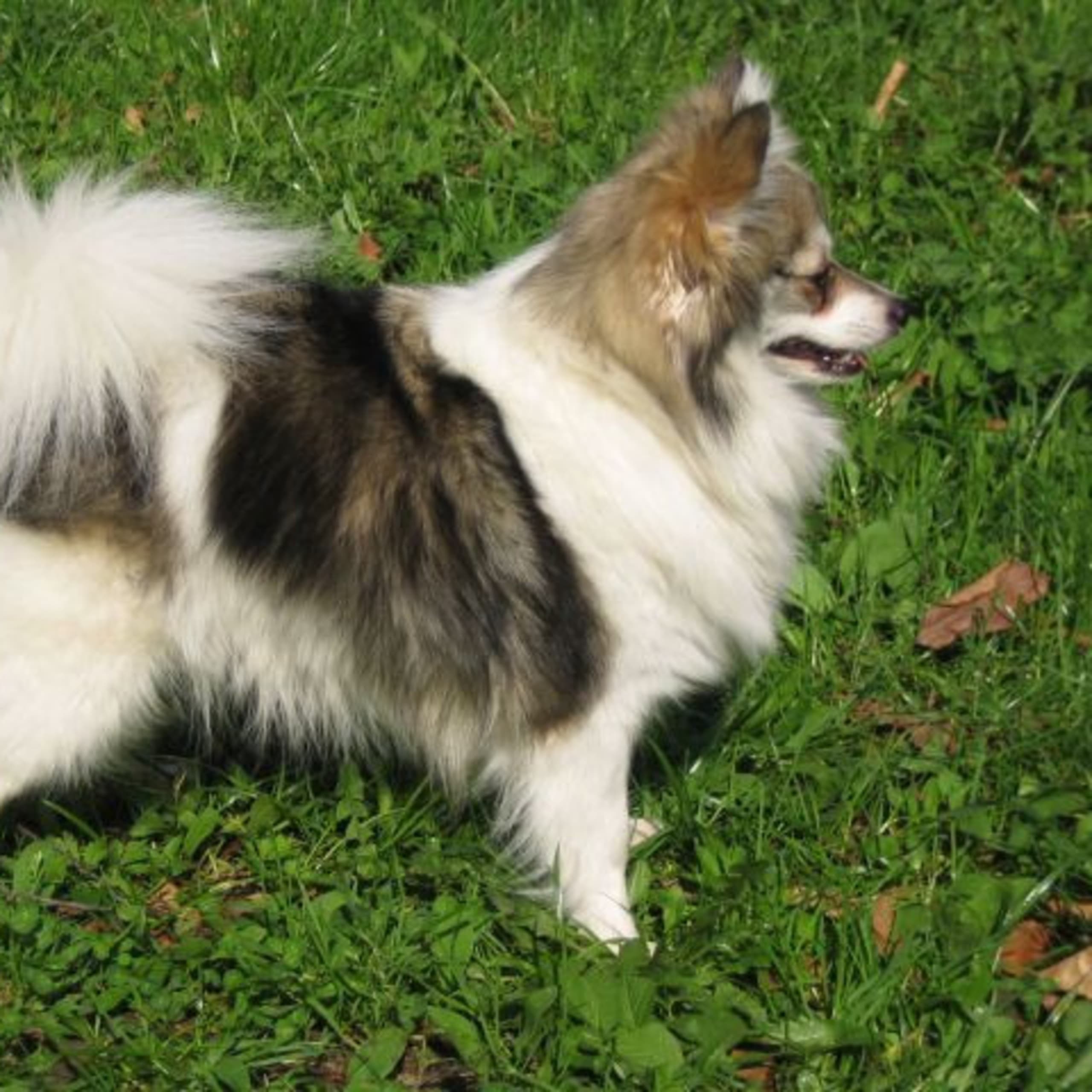 Tysk spids – Kleinspitz