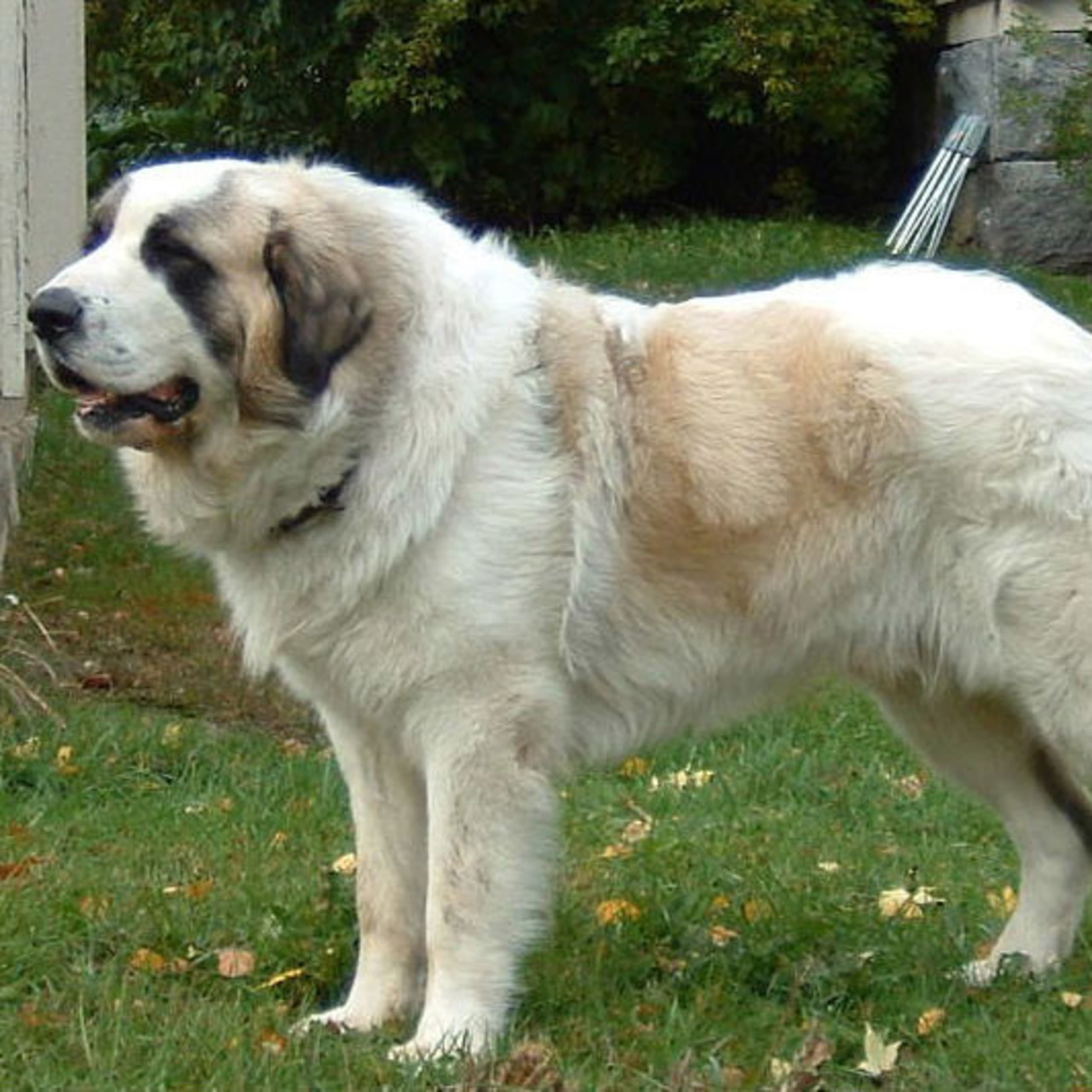 Pyrenean Mastiff