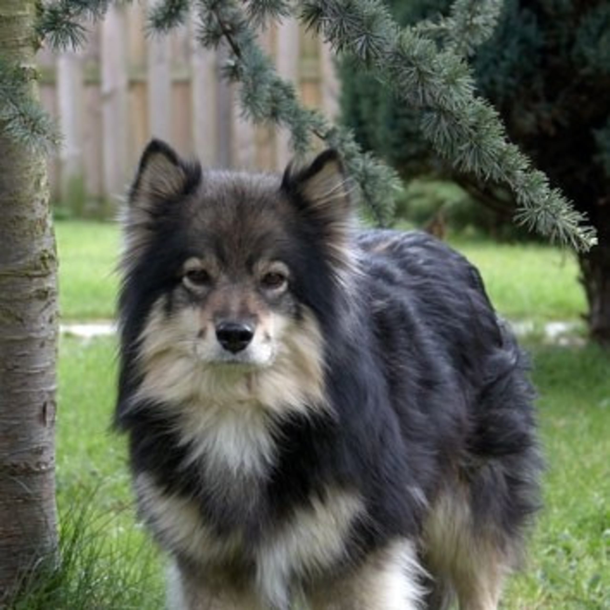 Finsk lapphund