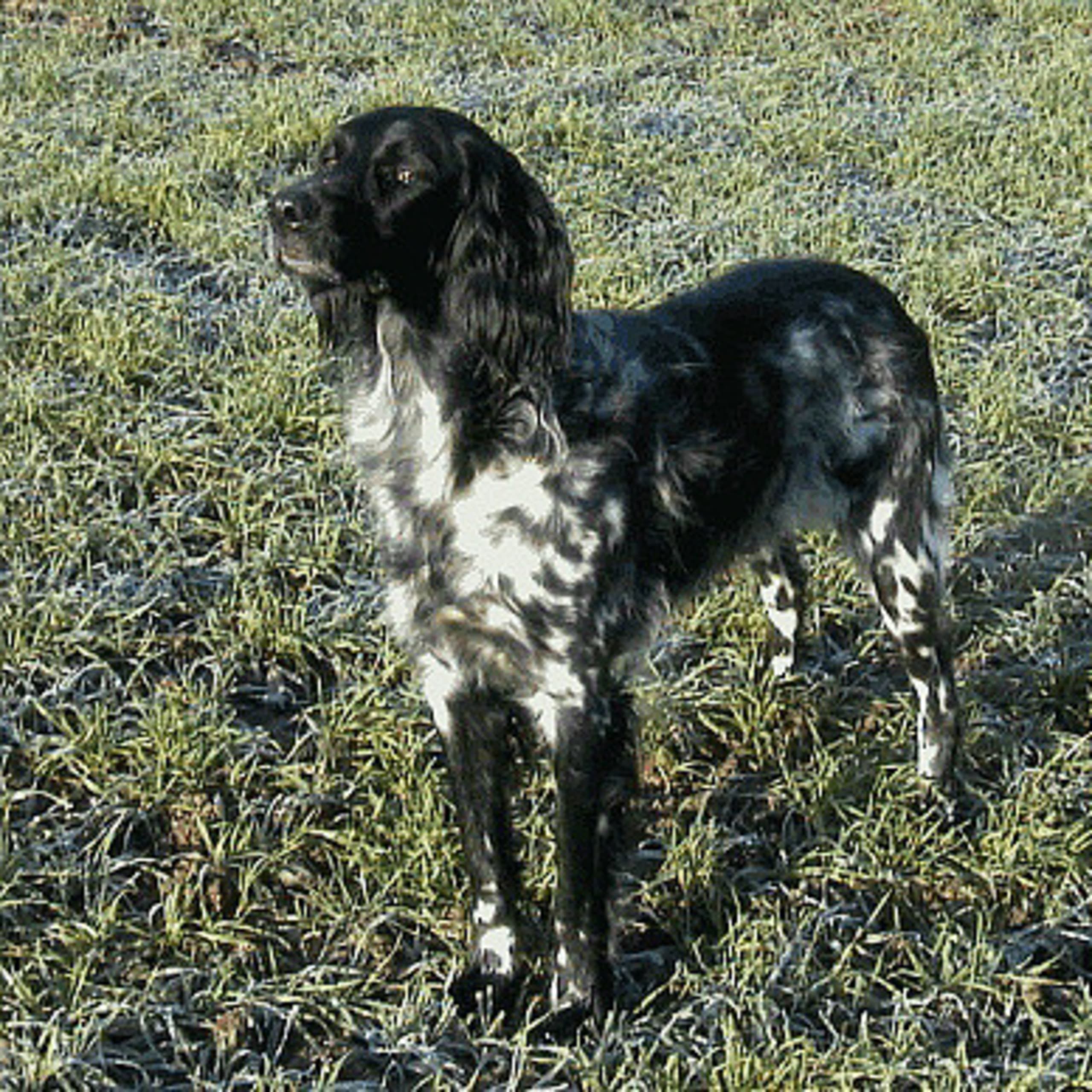 Grosser münsterländer