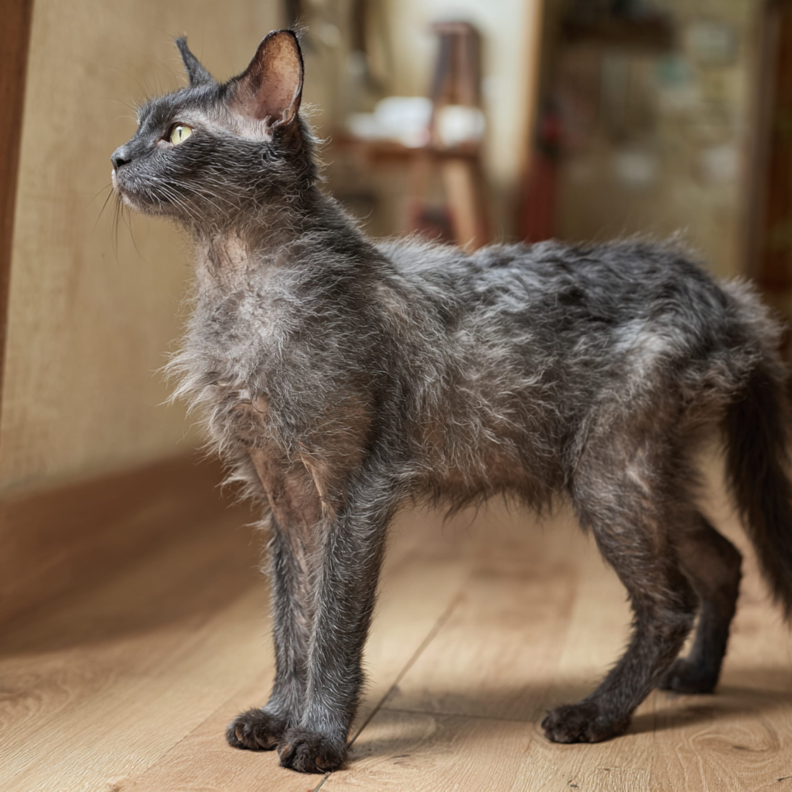 Lykoi