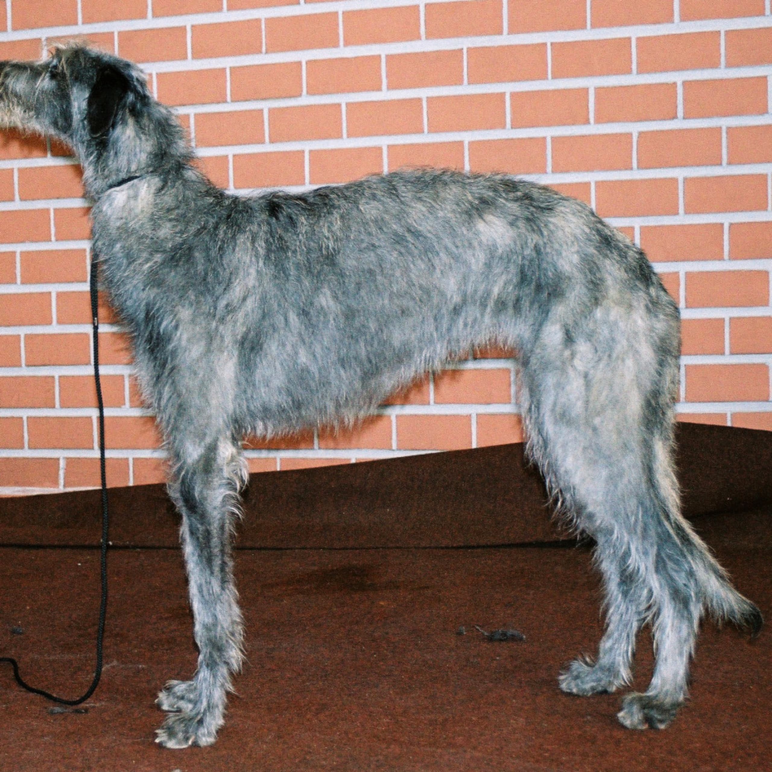 Skotsk hjortehund