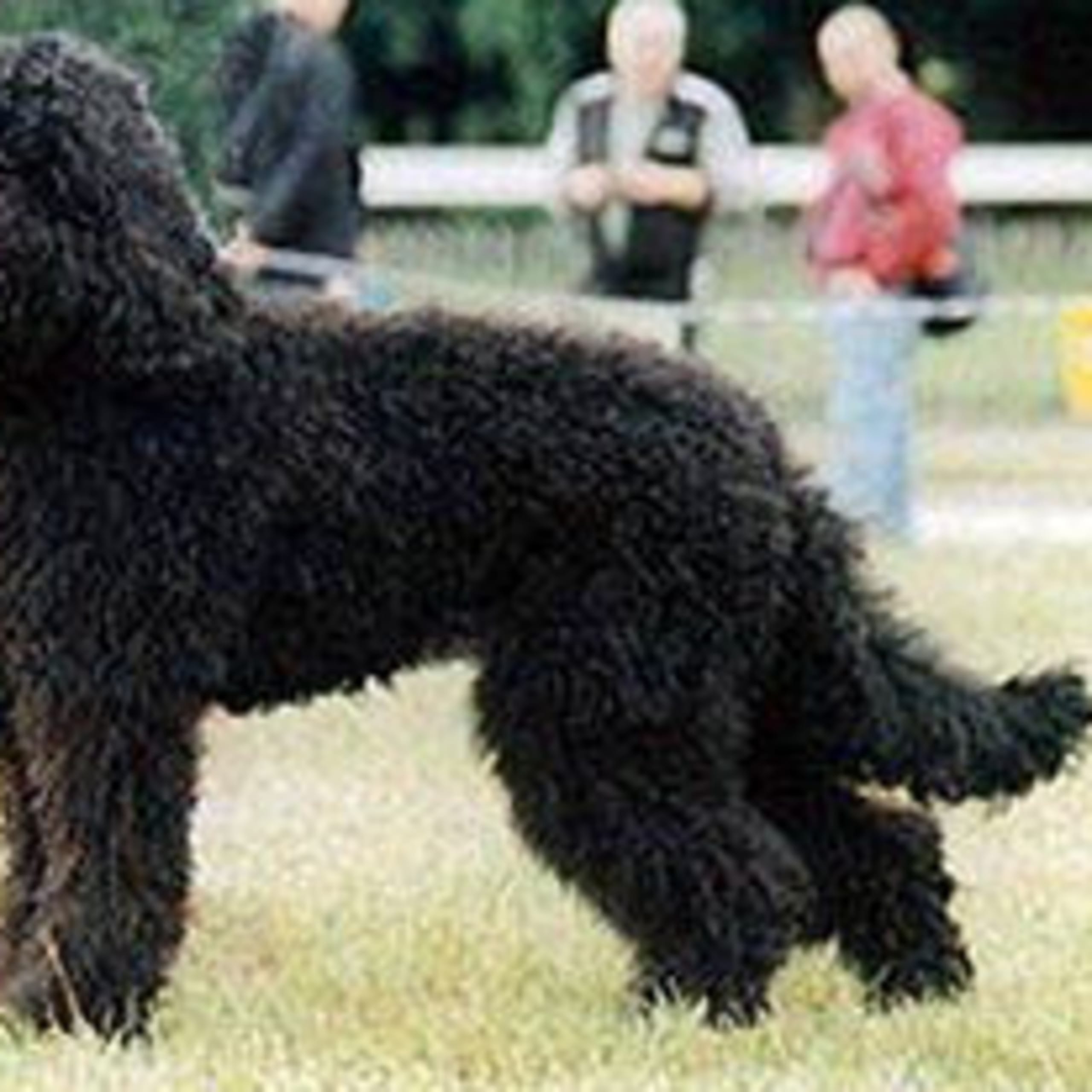 Barbet