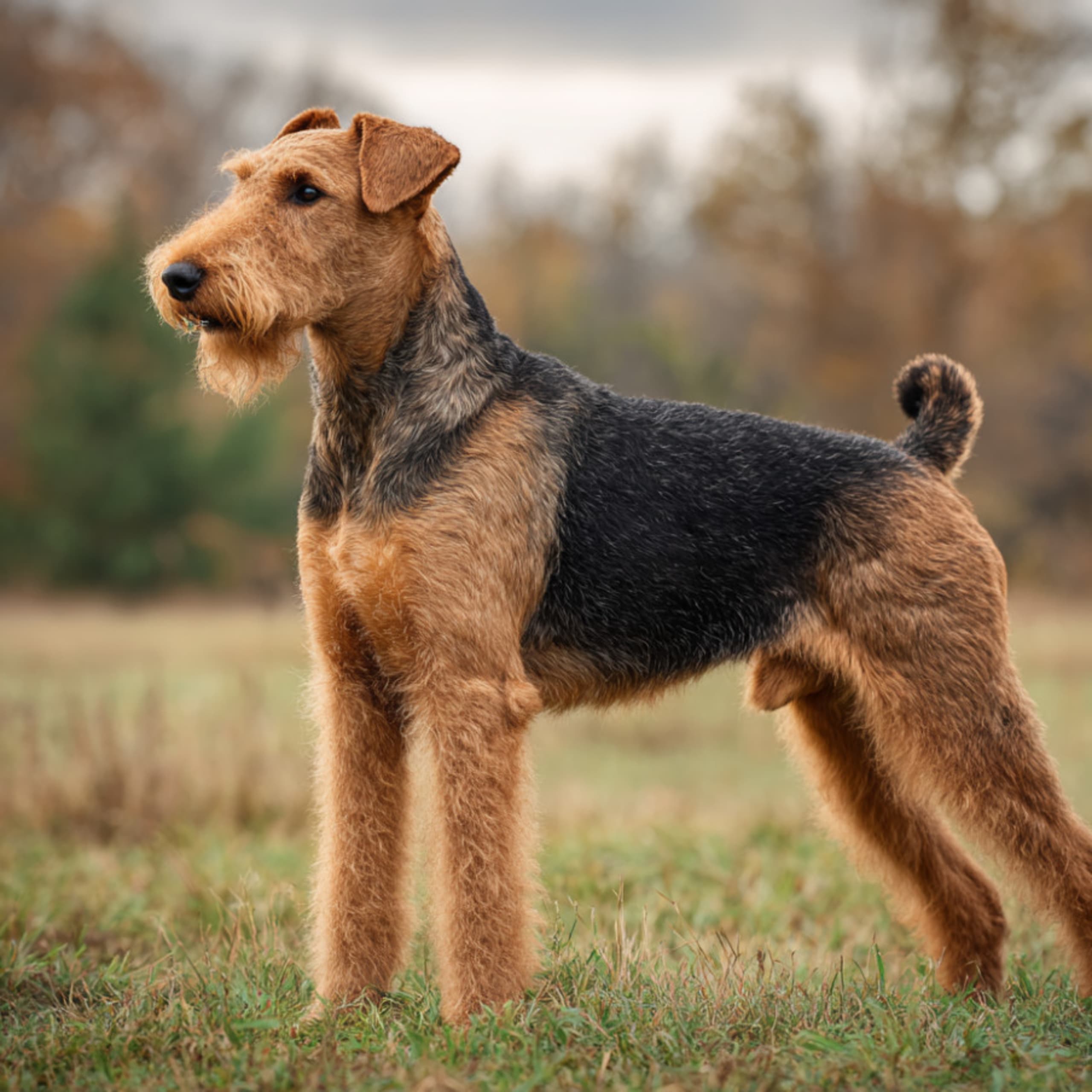 Airedale Terrier