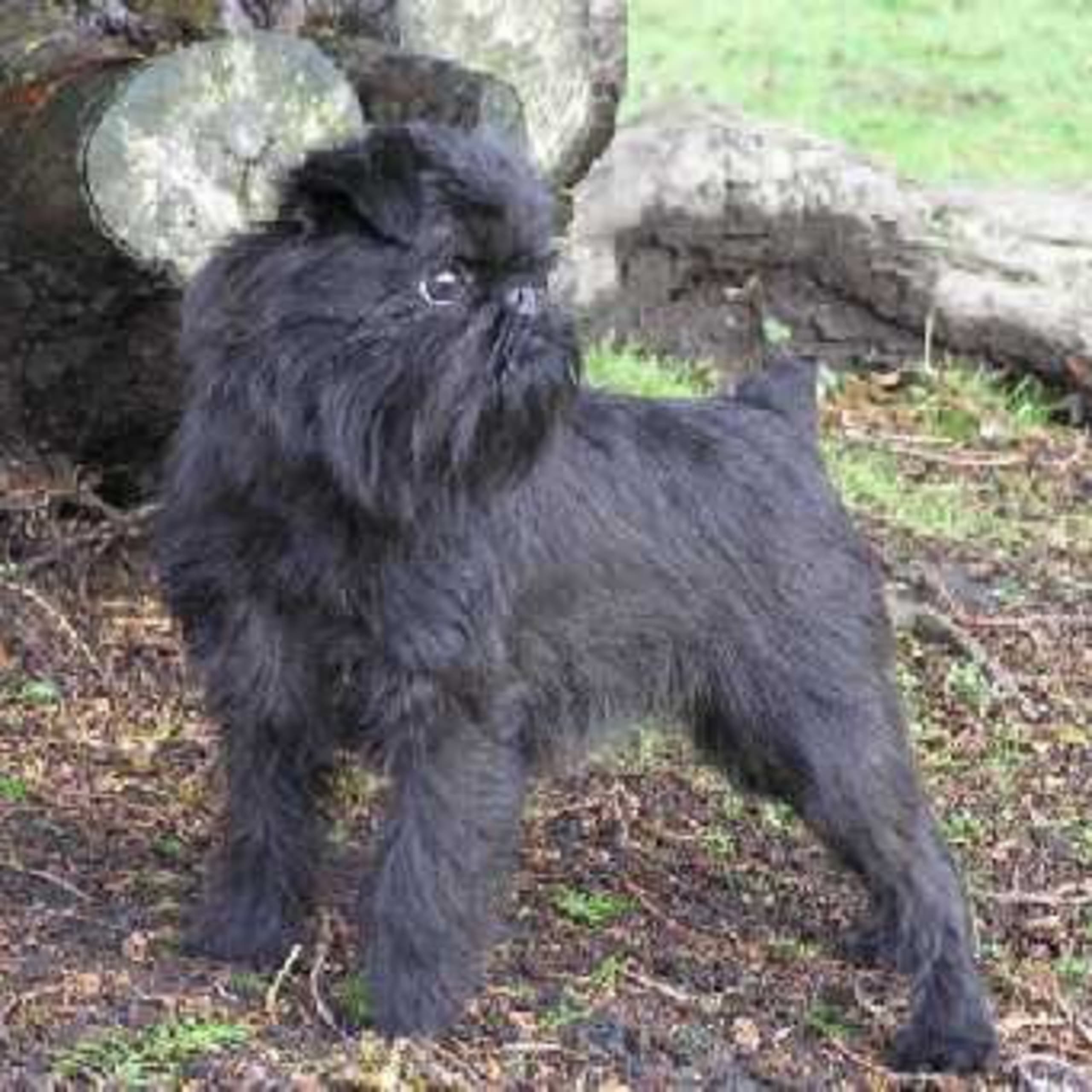 Griffon belge