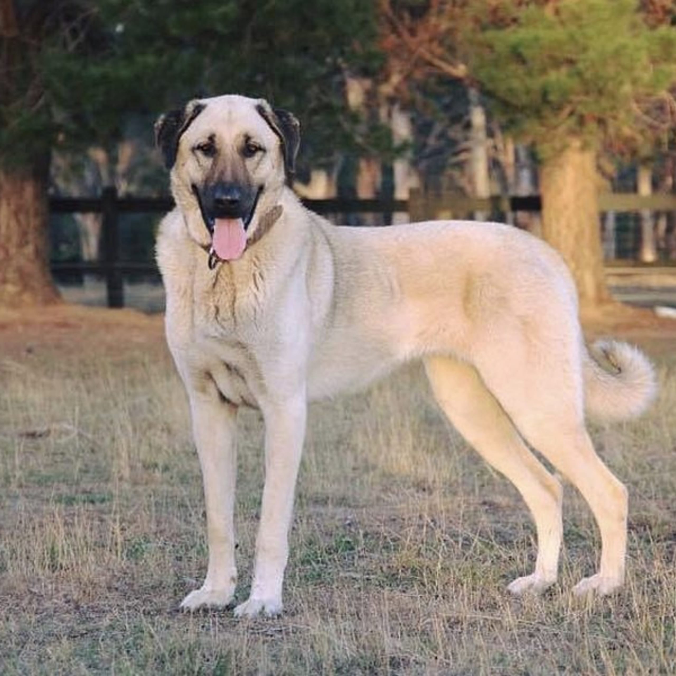 Kangal hyrdehund