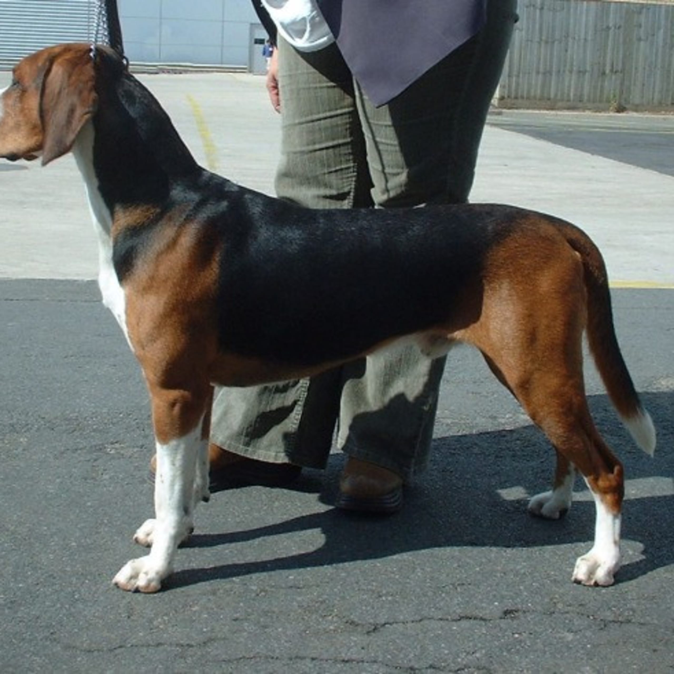 Hamilton Hound