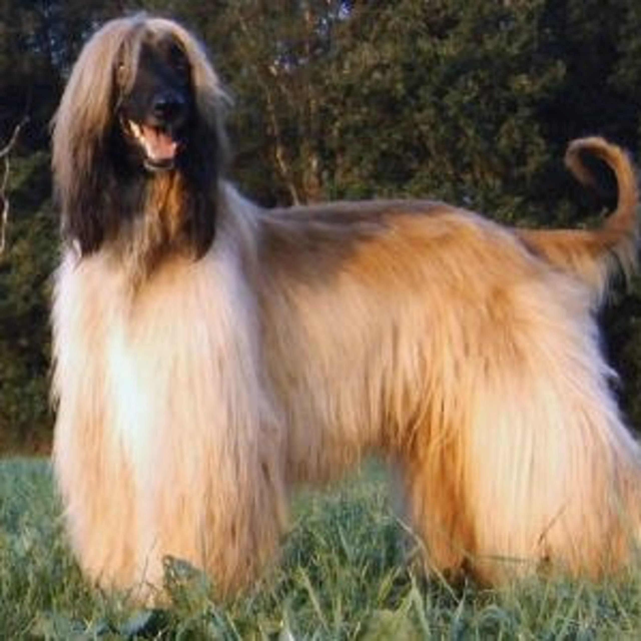 Afghan Hound
