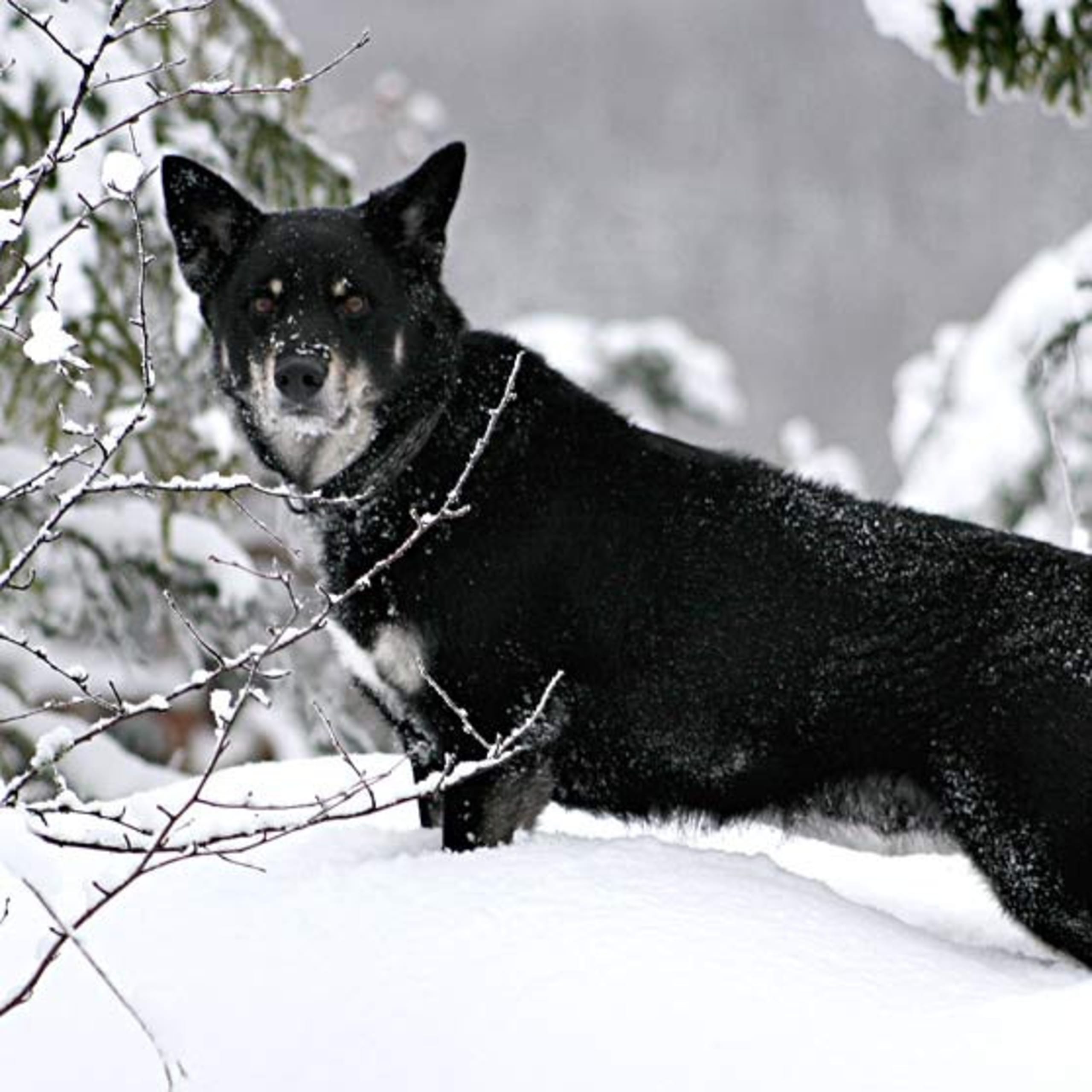 Lapsk vallhund