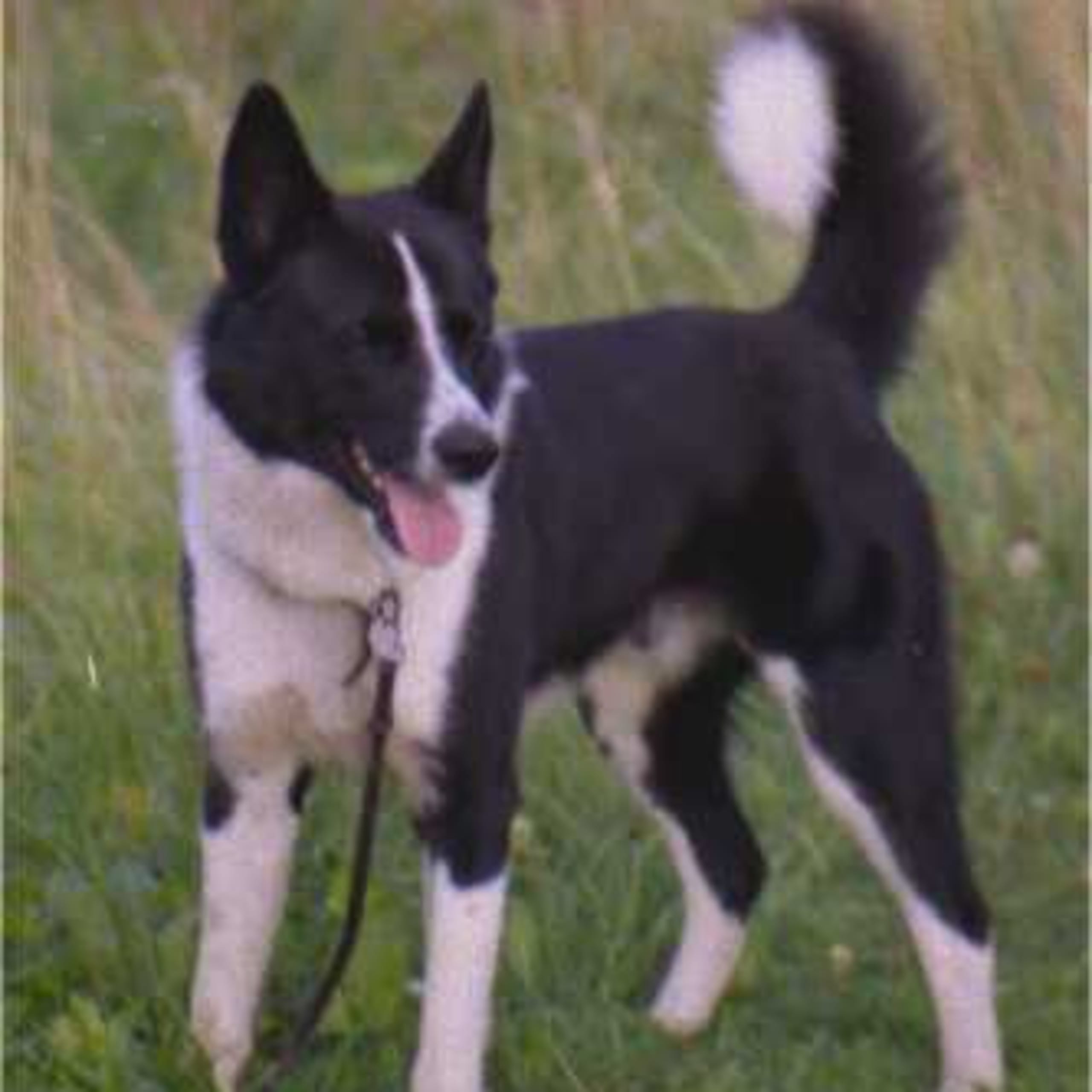 Karelsk Bjørnehund