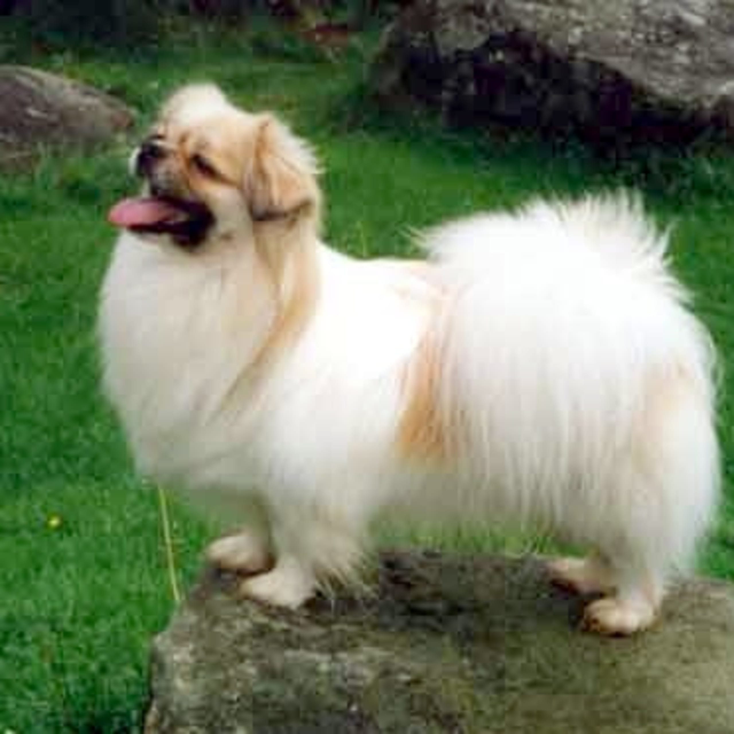 Tibetansk spaniel