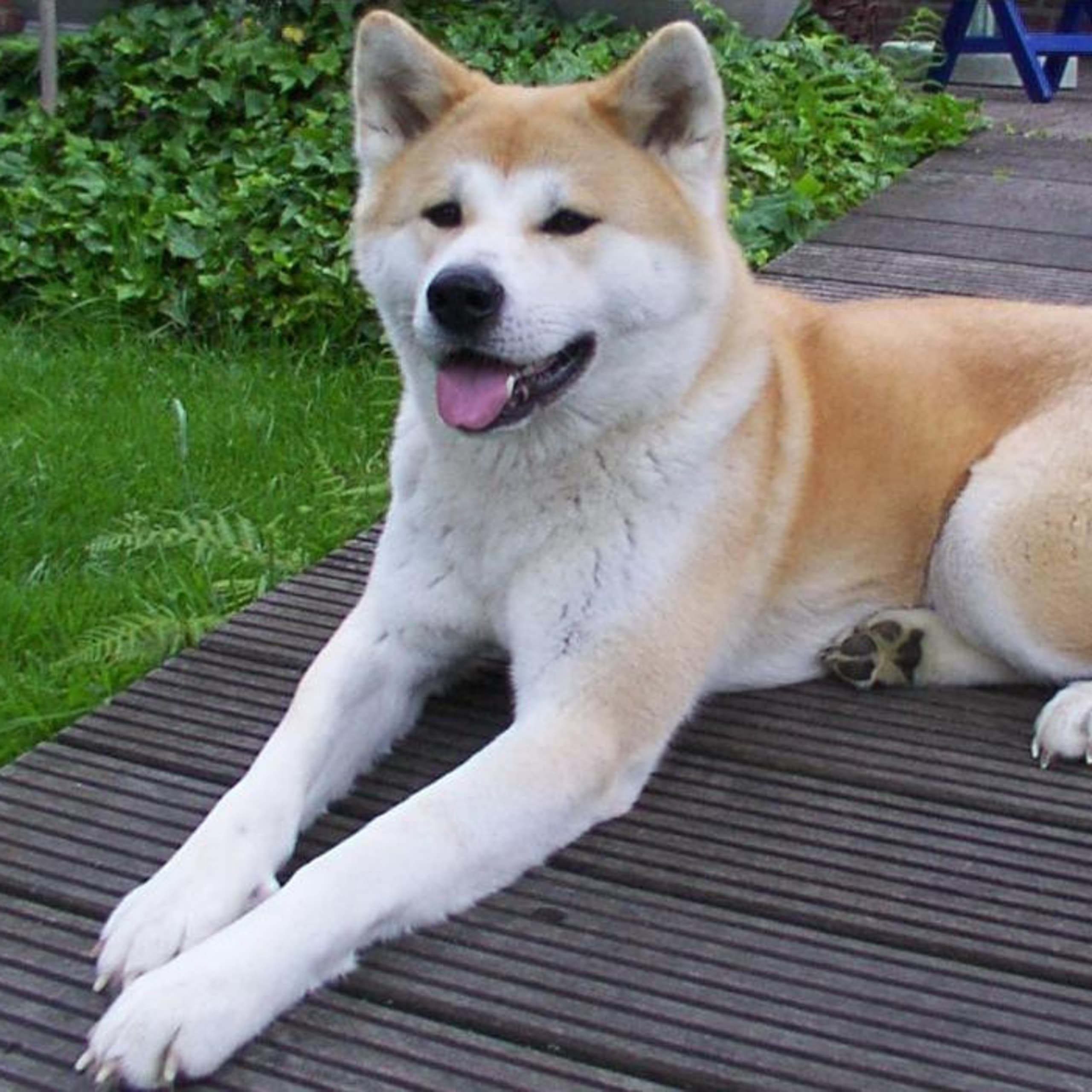 Akita