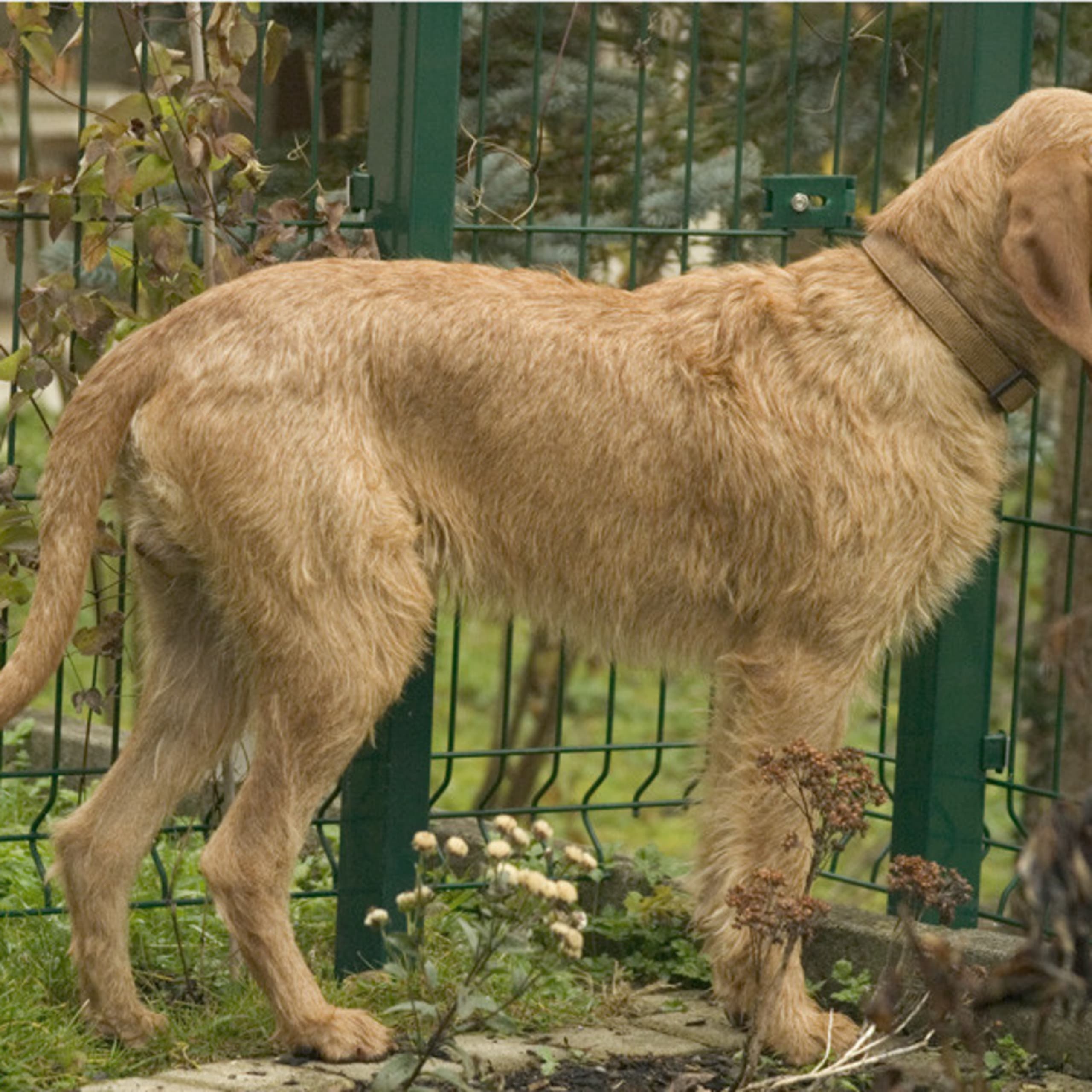 Griffon fauve de Bretagne