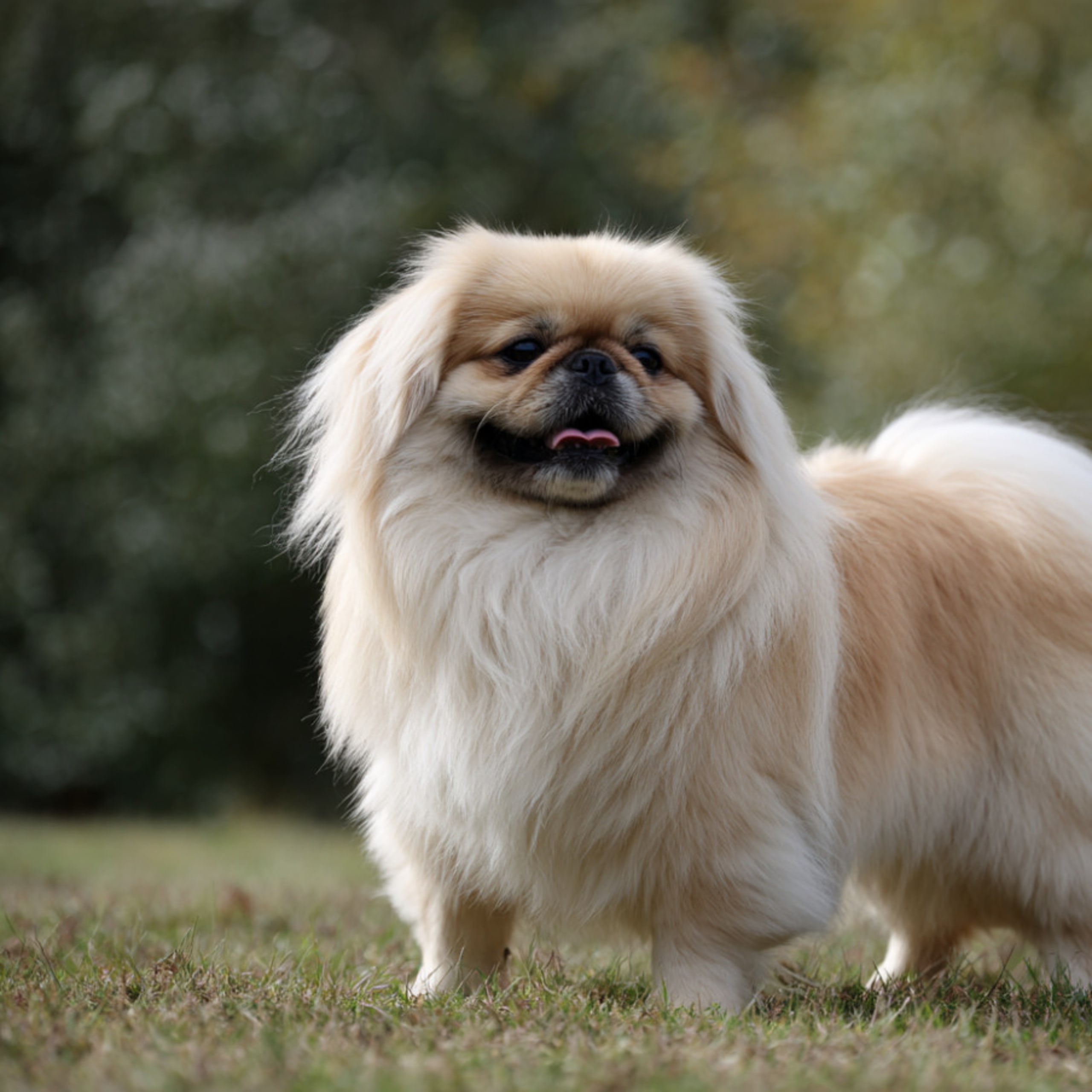 Pekingeser