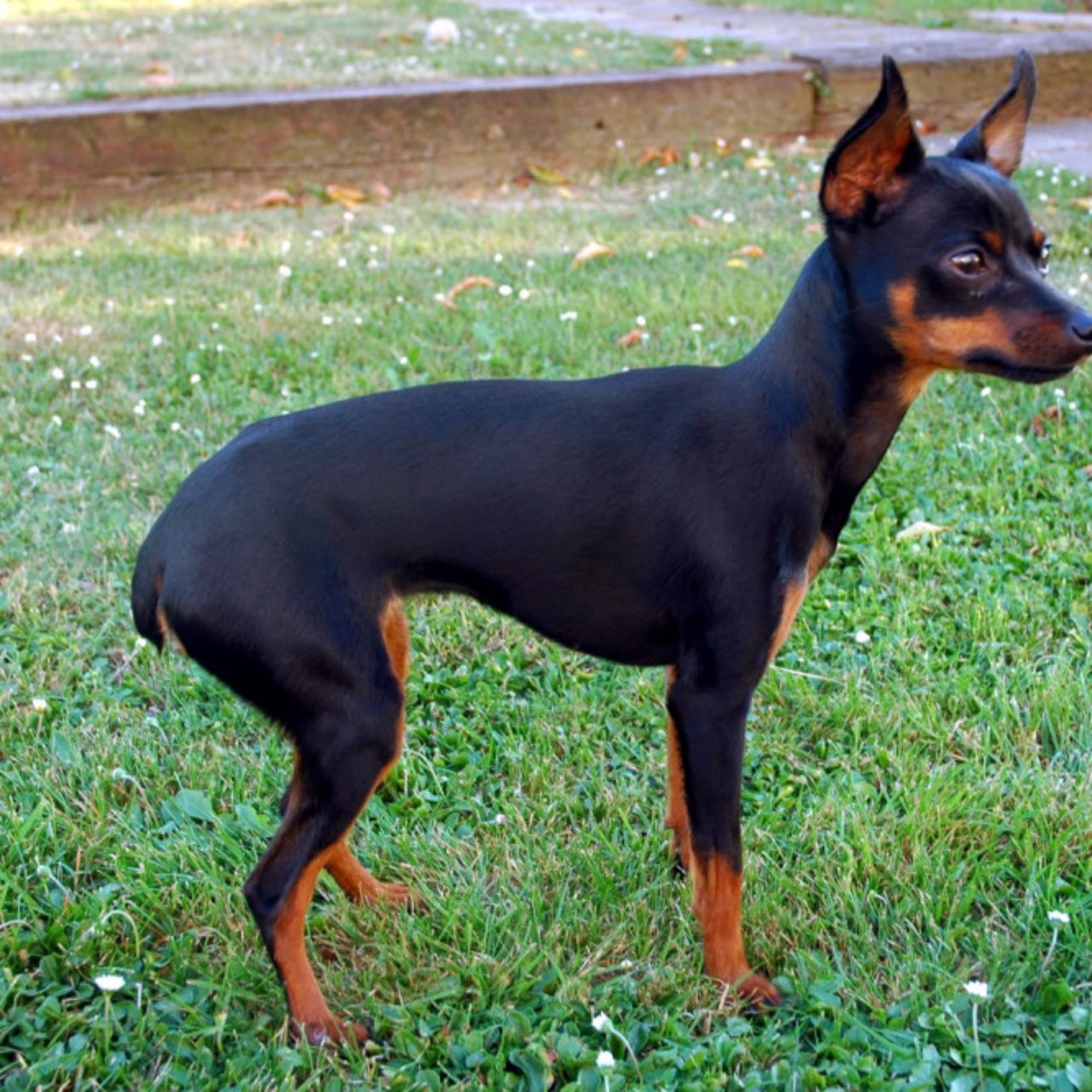 Prague Ratter