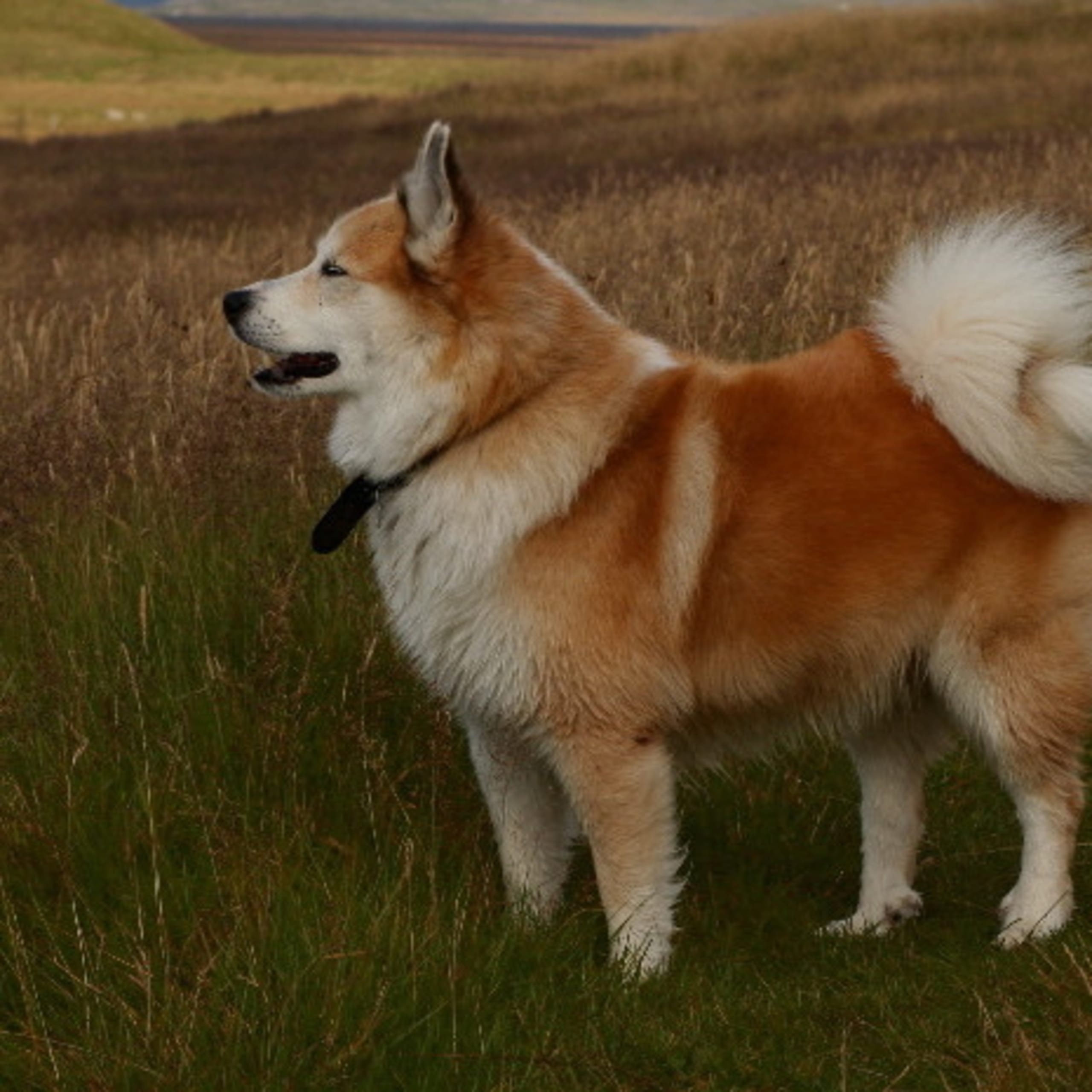 Isländsk fårhund
