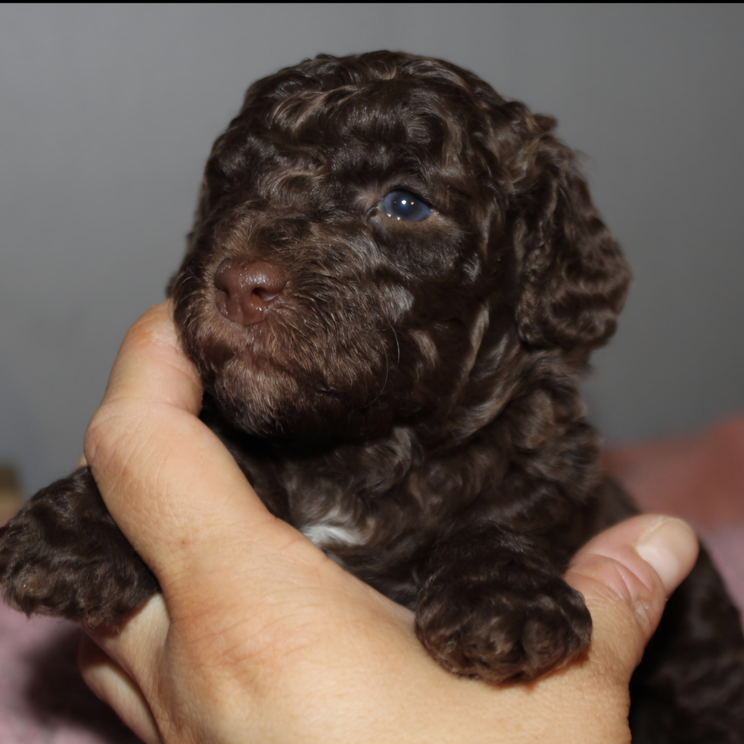Labradoodle