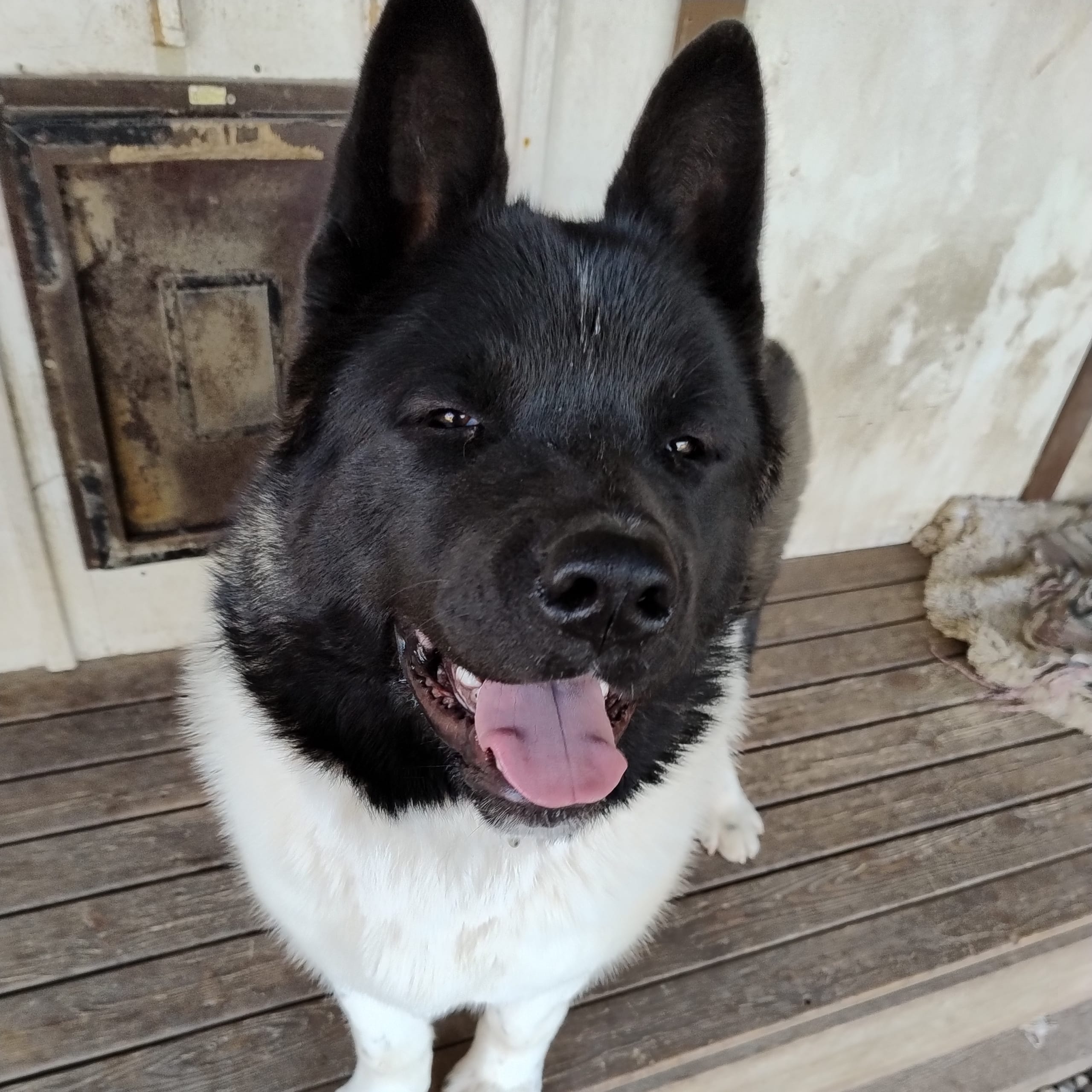 American akita