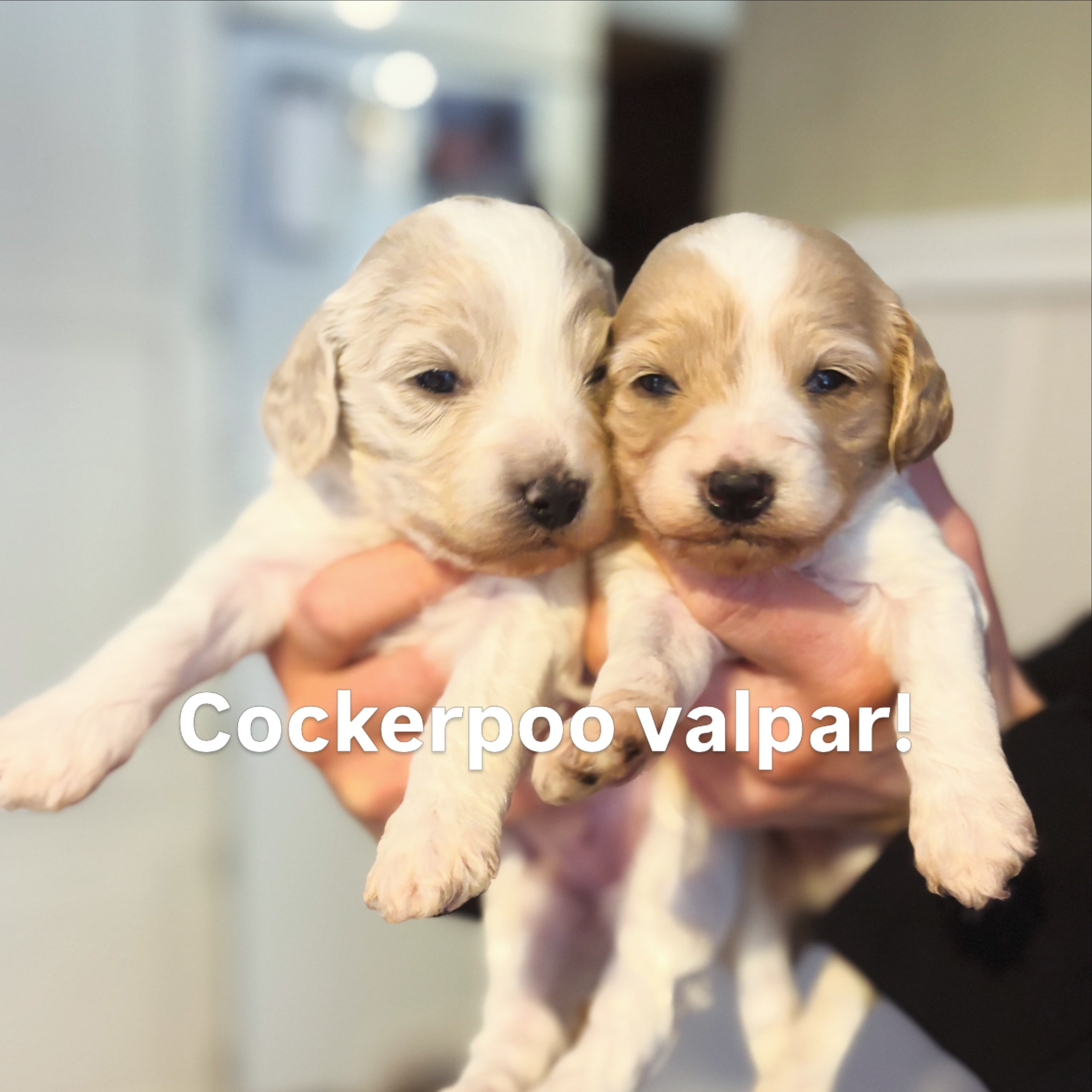Cockerpoo