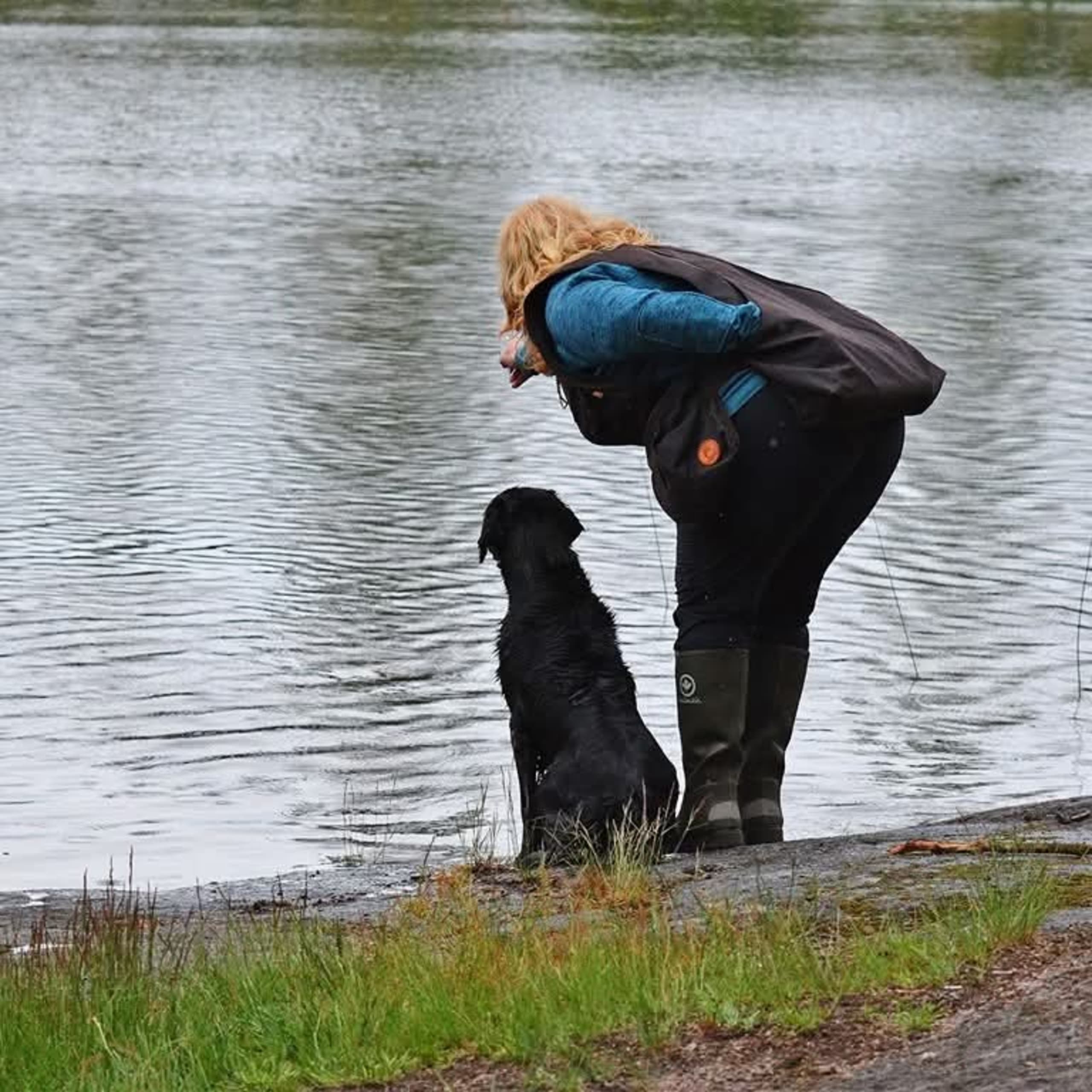 Flat coated retriever