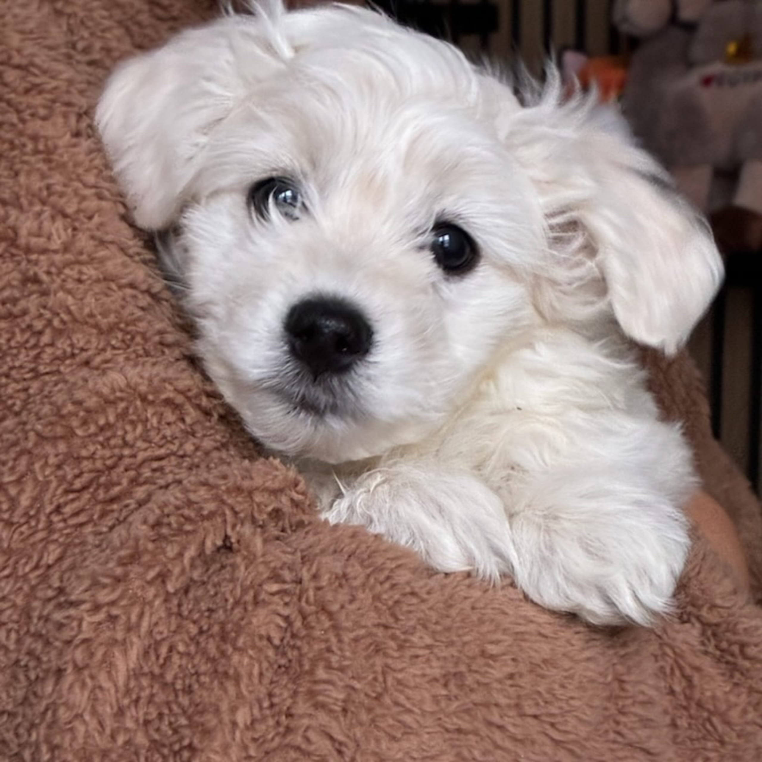 Malteser